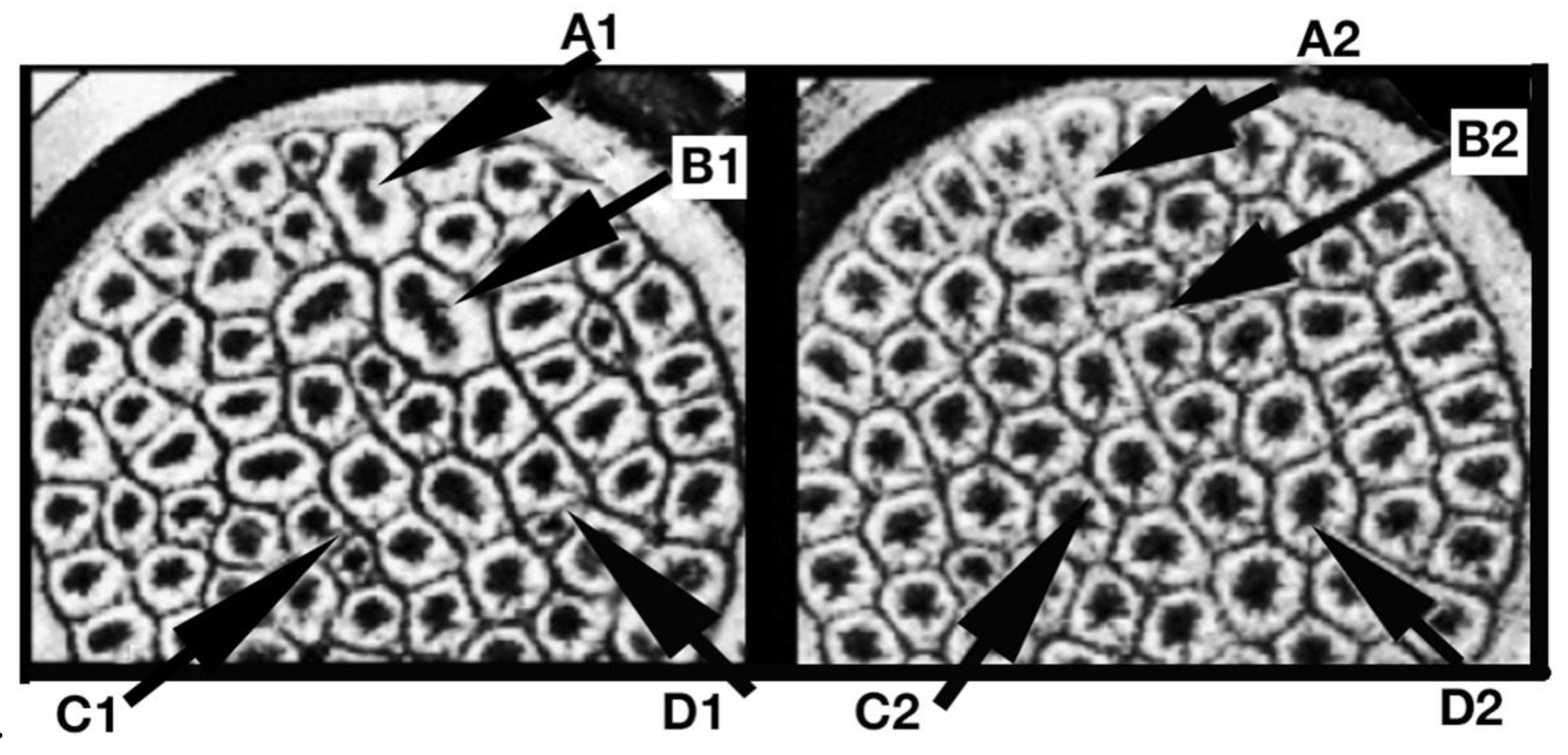 Preprints 115060 g007