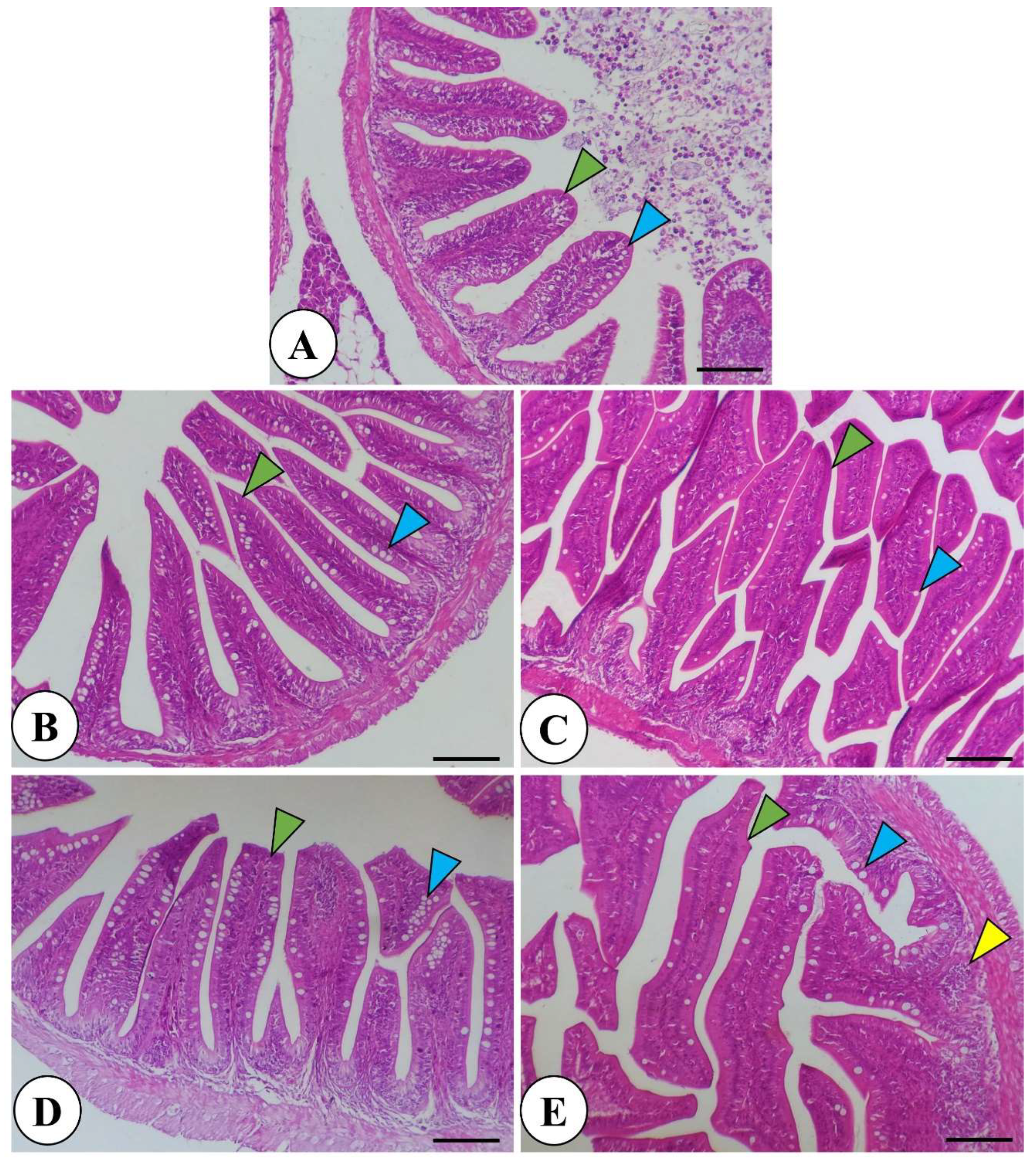 Preprints 117483 g001