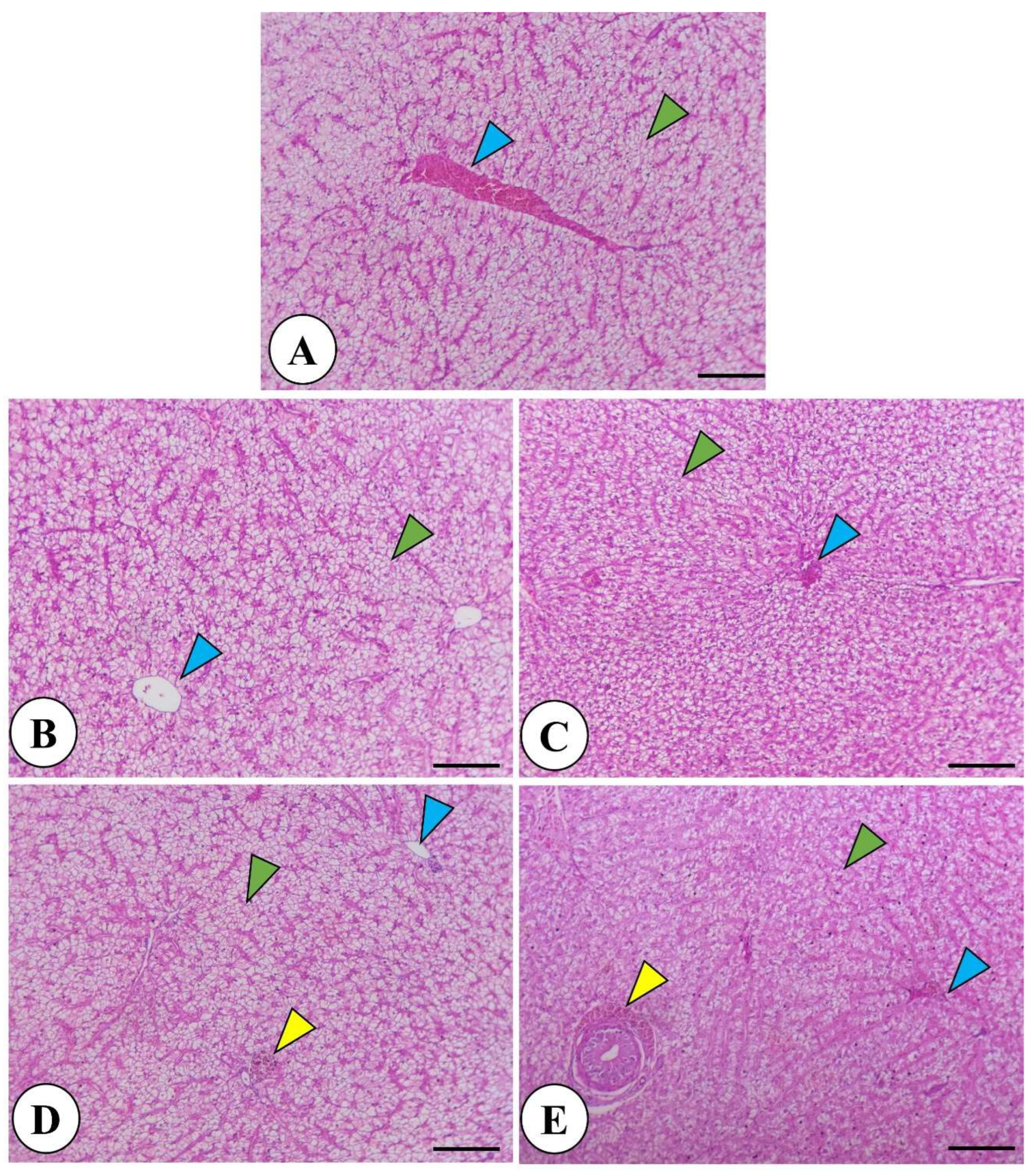 Preprints 117483 g002