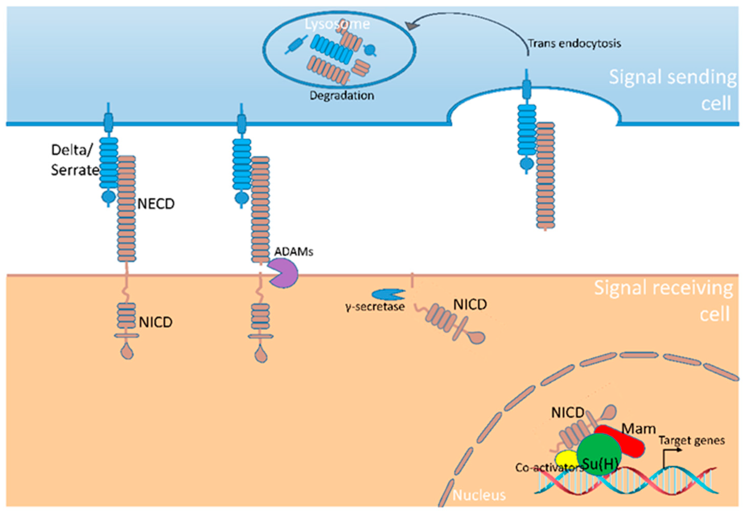 Preprints 81441 g001