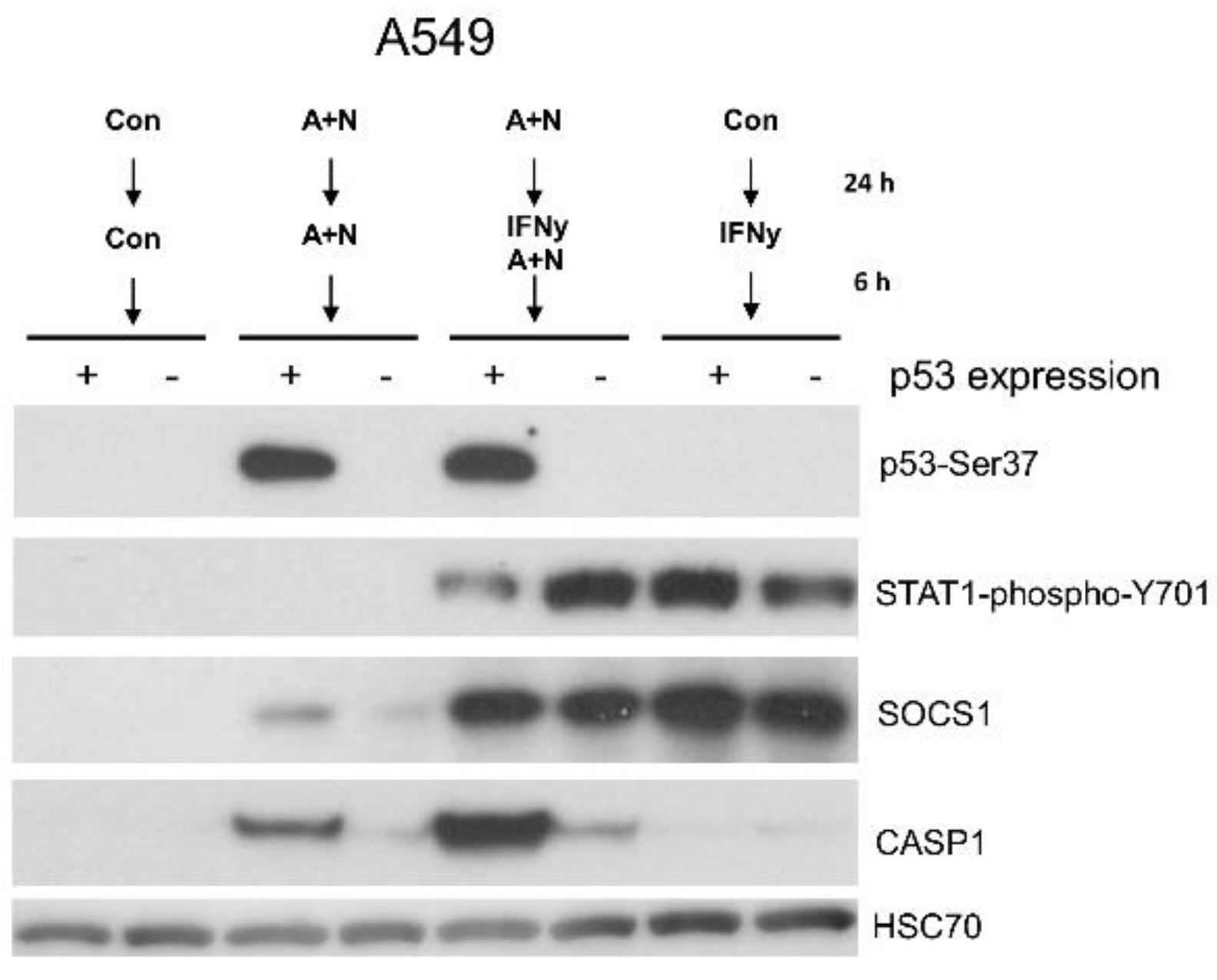 Preprints 104153 g008