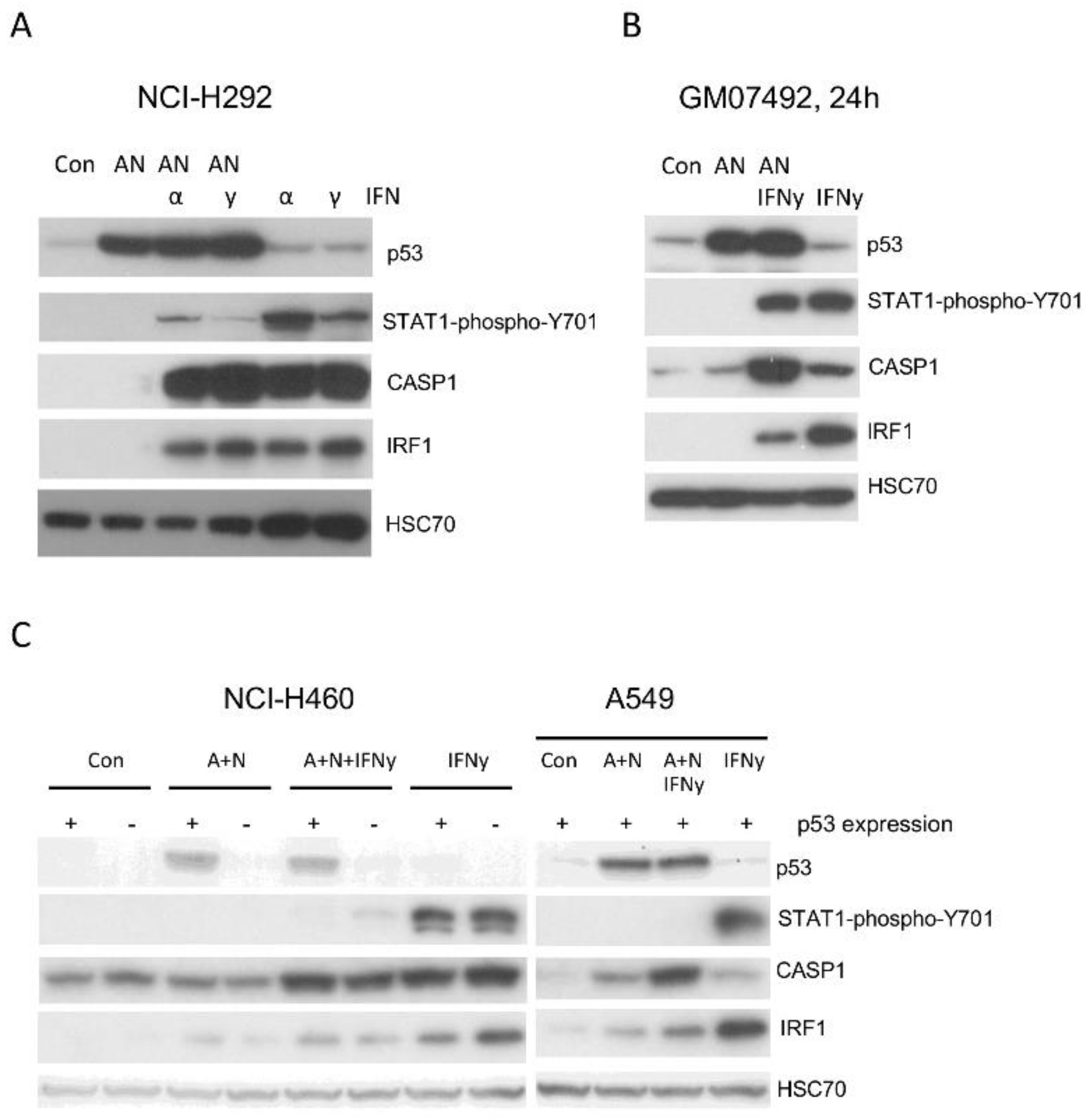 Preprints 104153 g010