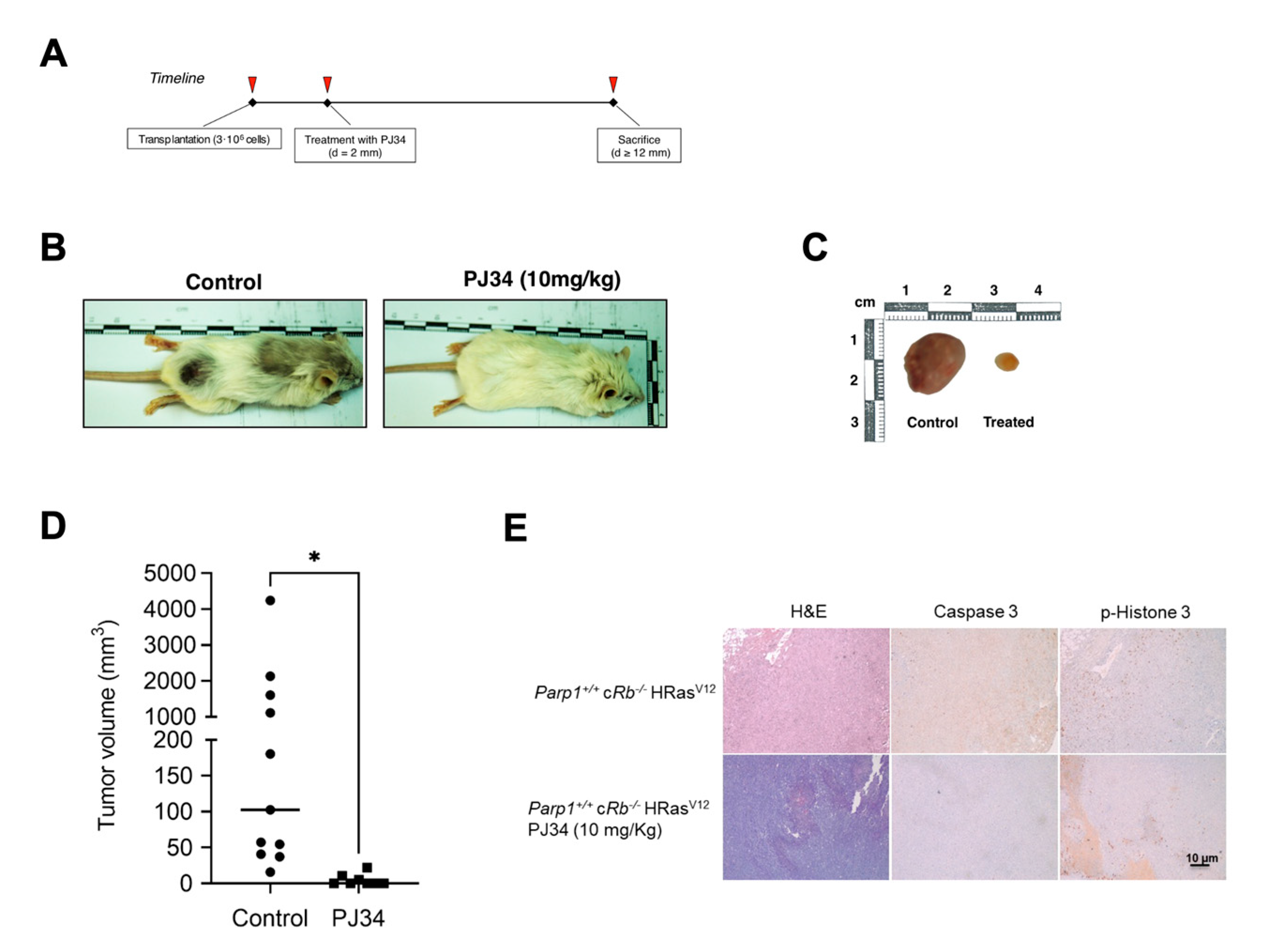 Preprints 71272 g005