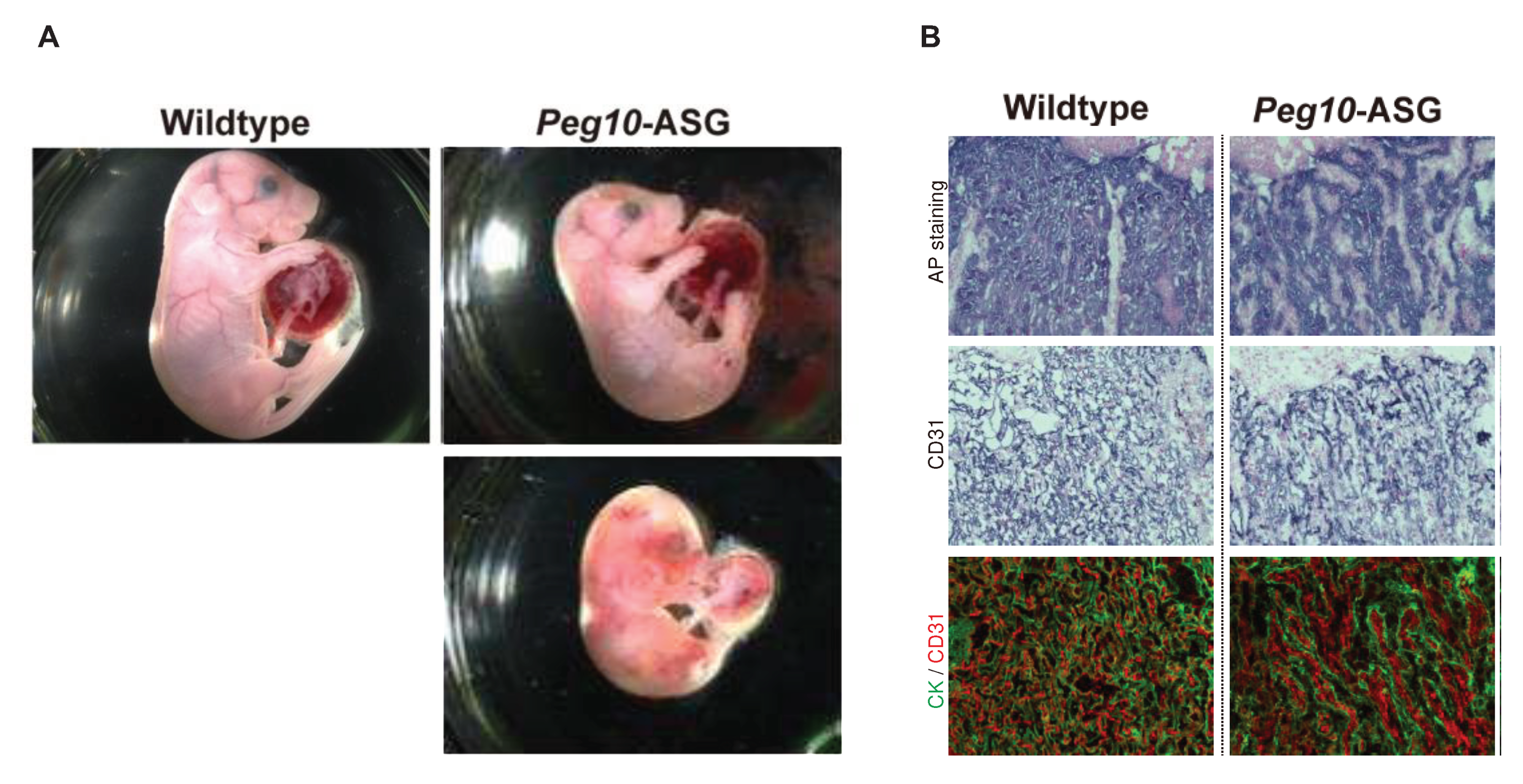 Preprints 82209 g002