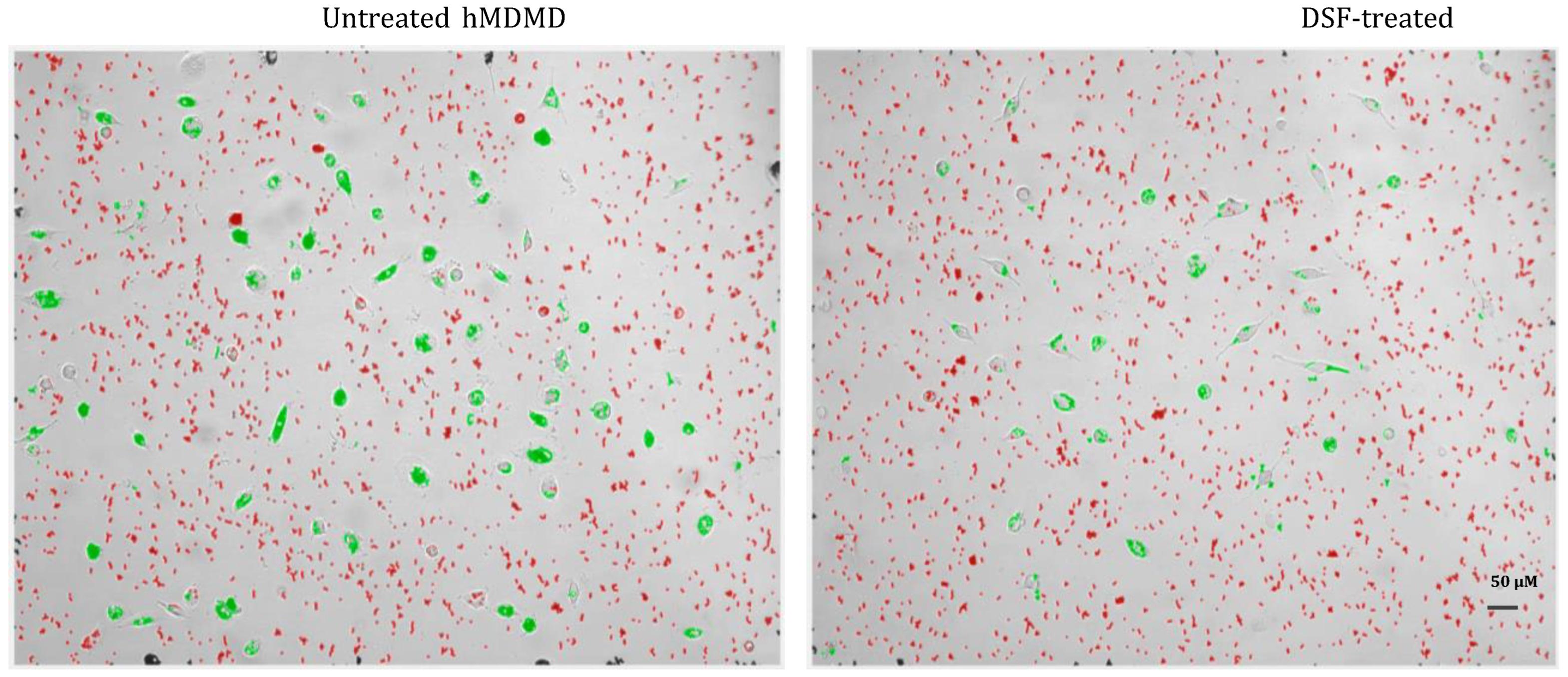 Preprints 97243 g003