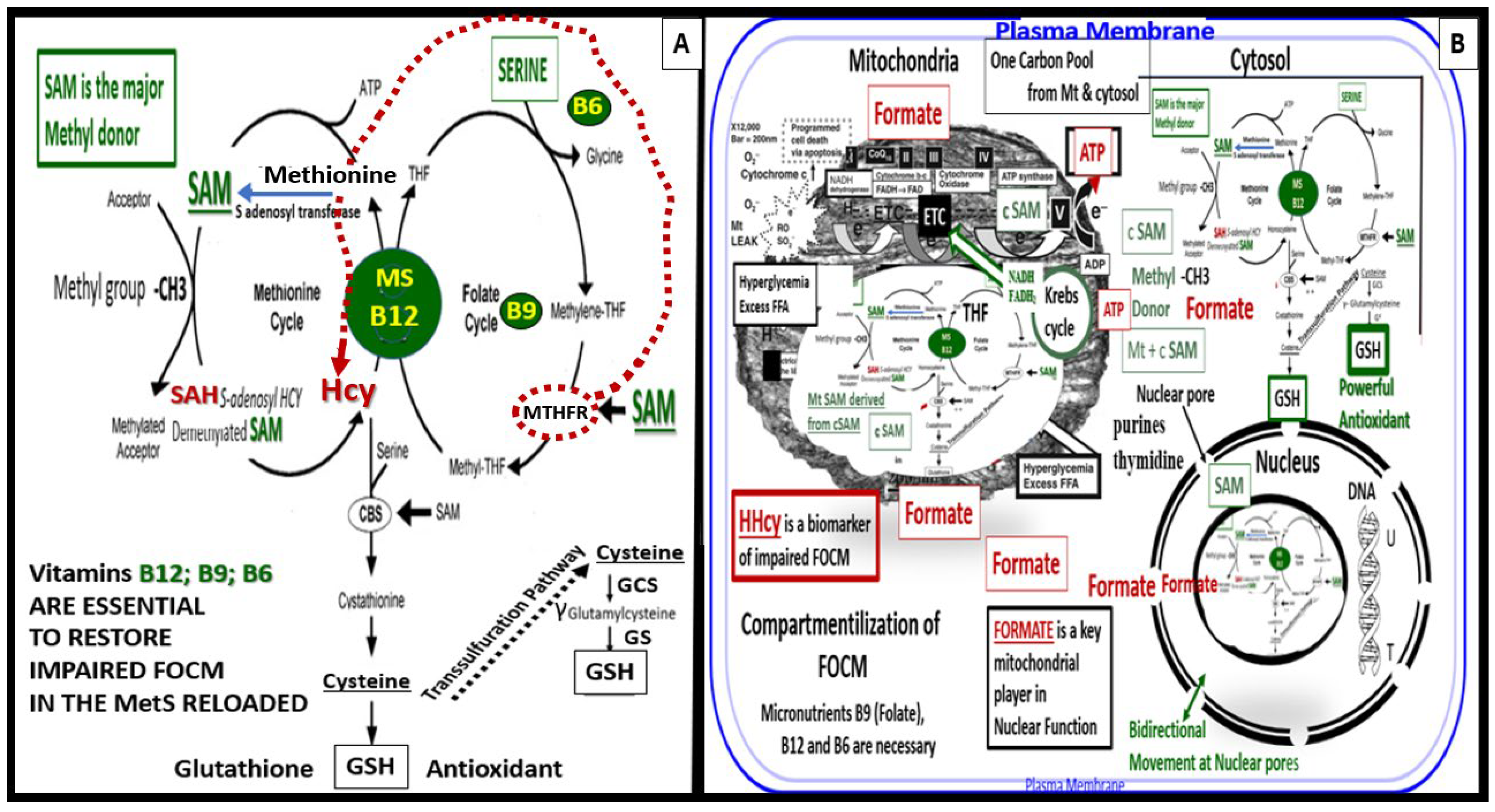 Preprints 68300 g011