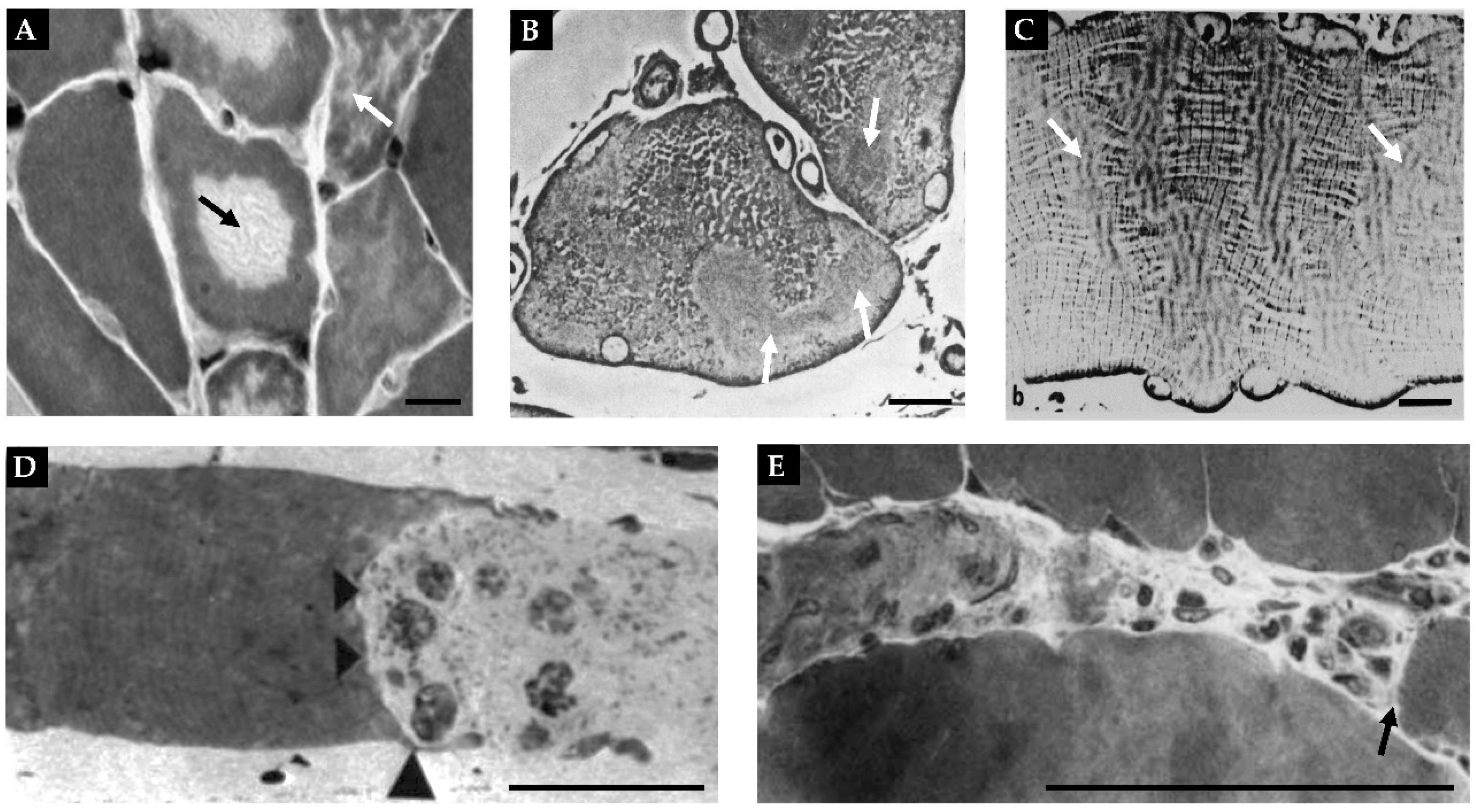 Preprints 86242 g005