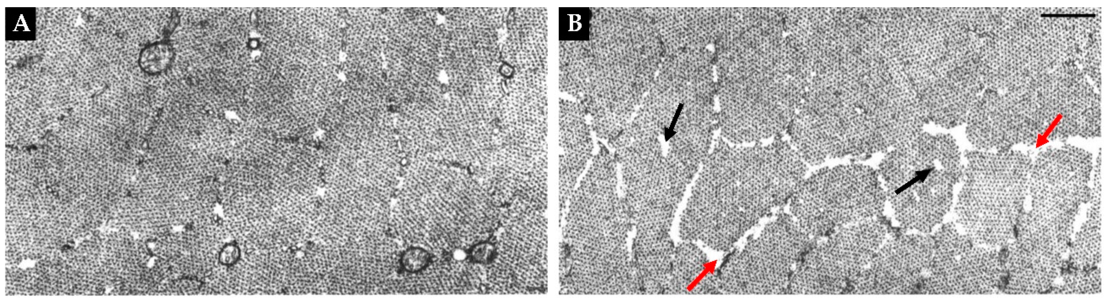 Preprints 86242 g007