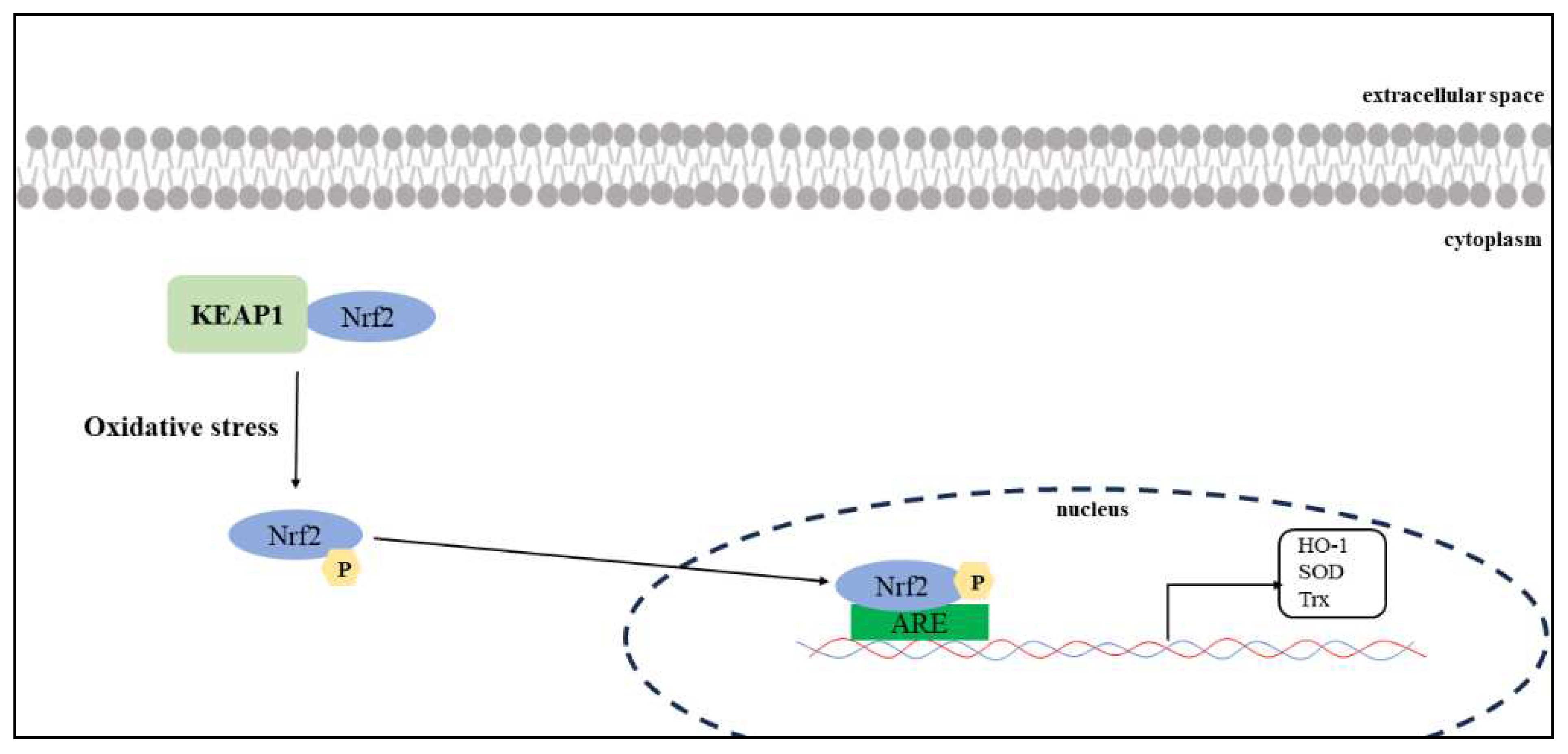 Preprints 98749 g006