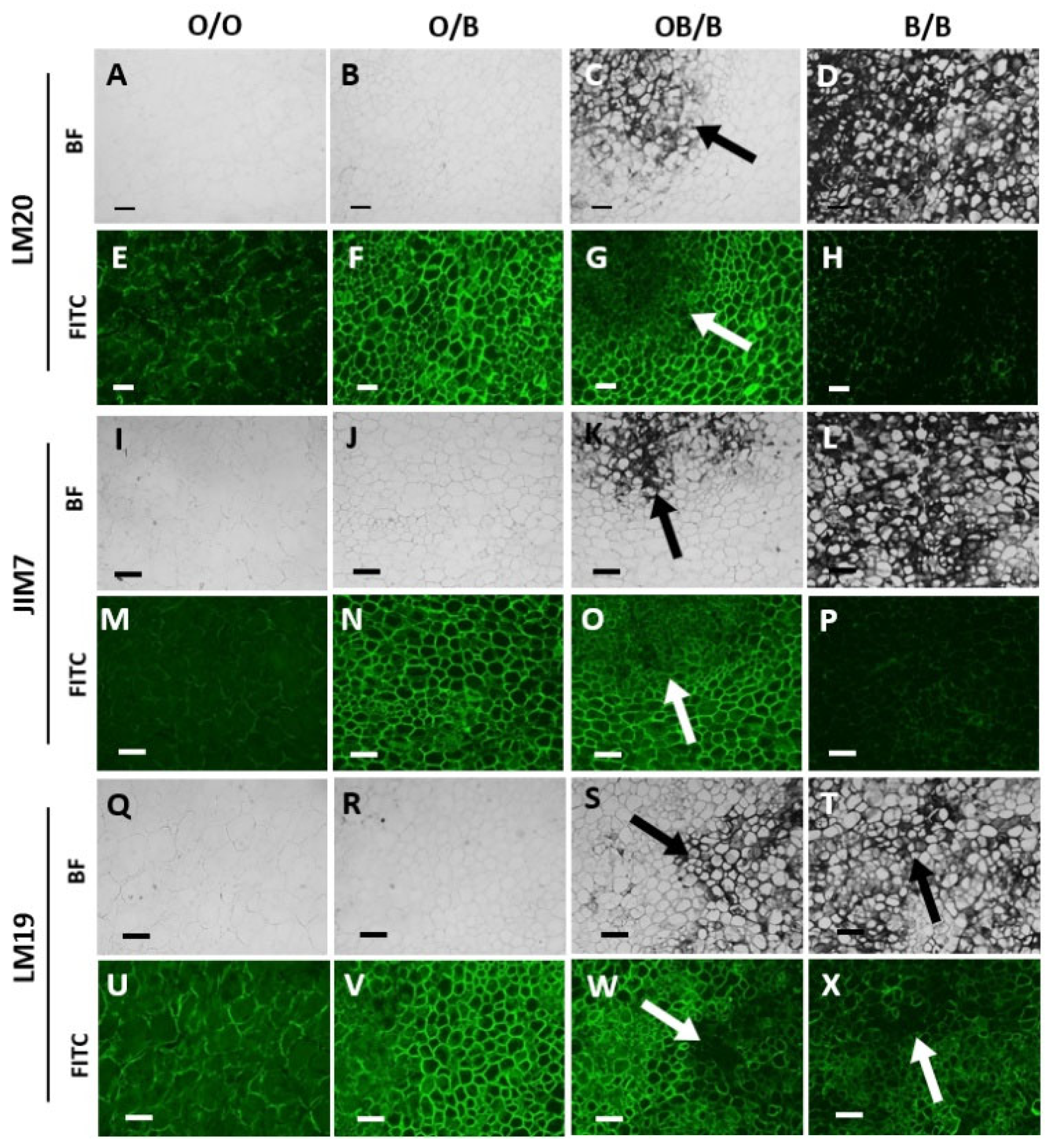 Preprints 75716 g004