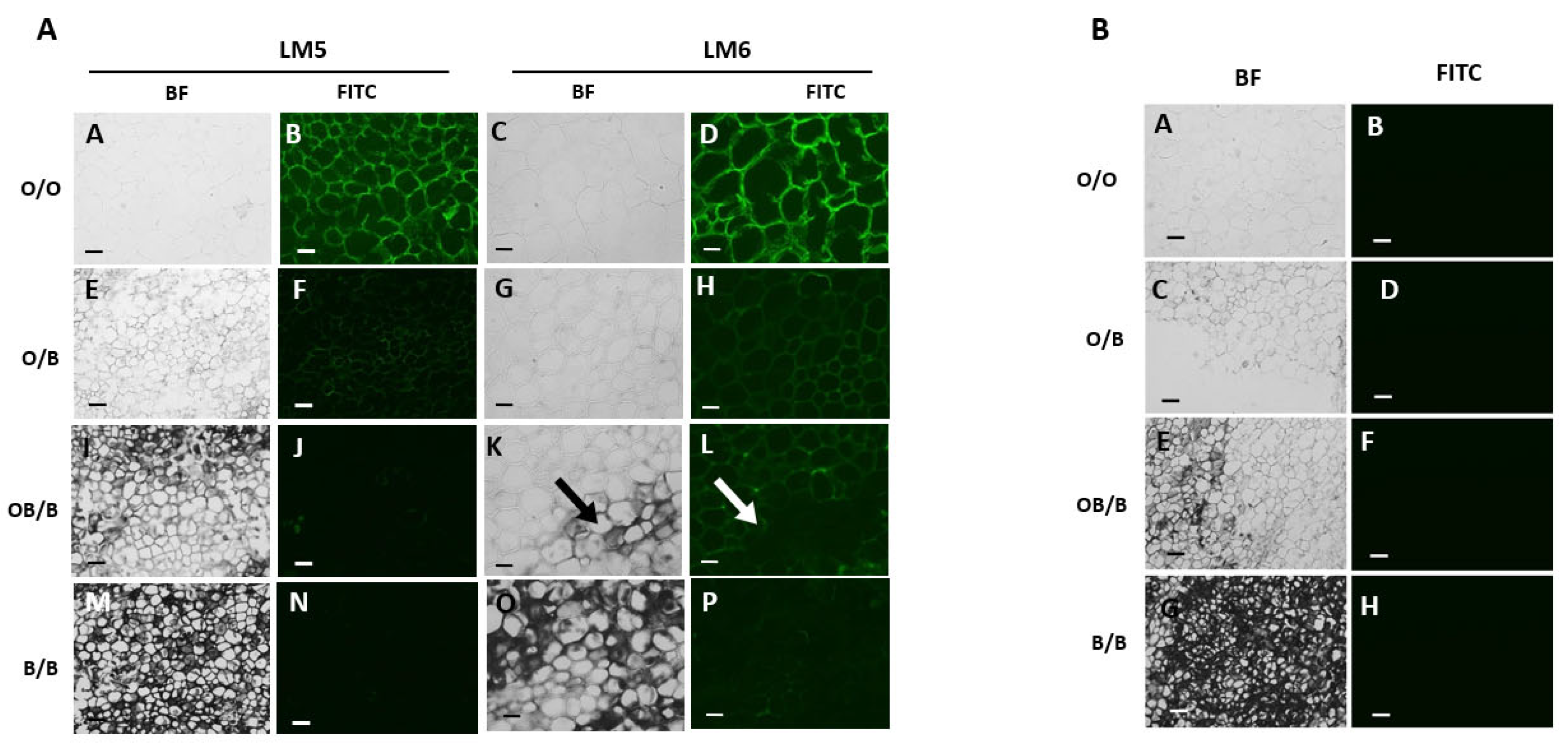 Preprints 75716 g005