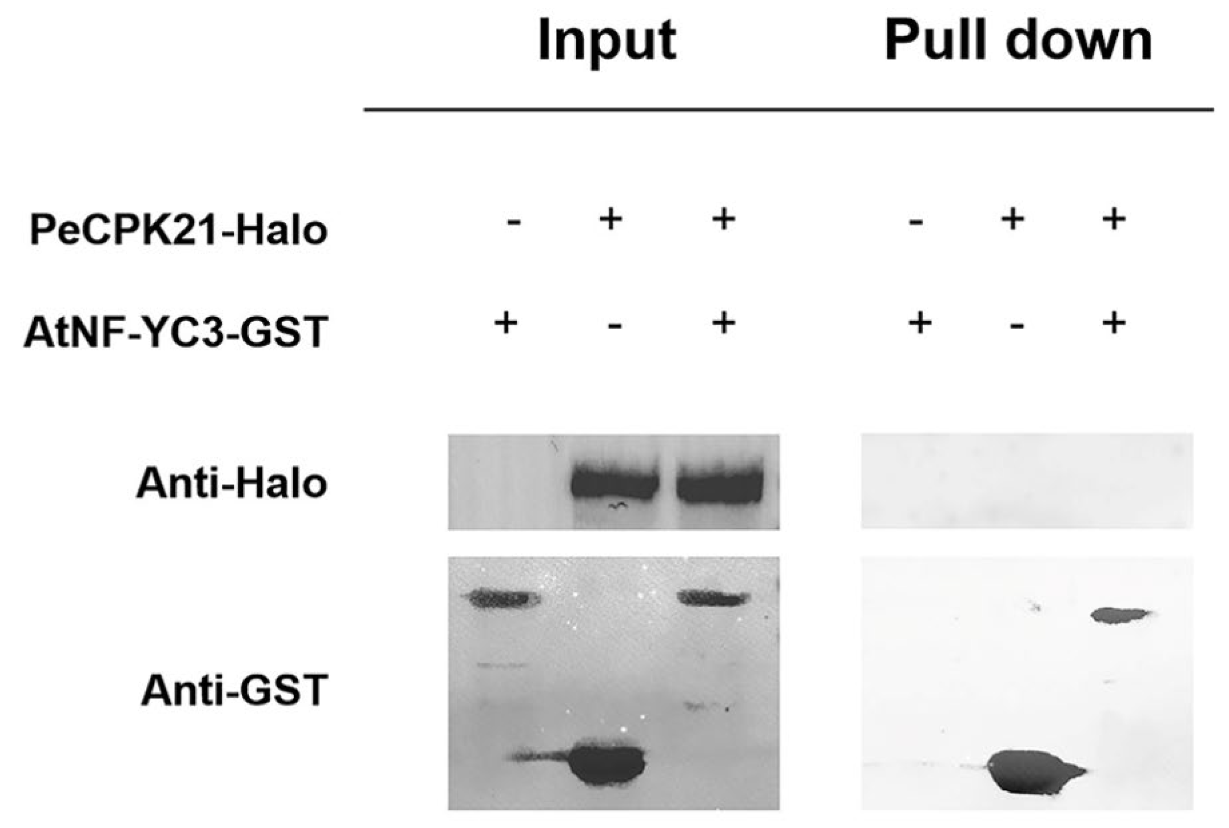 Preprints 105376 g004