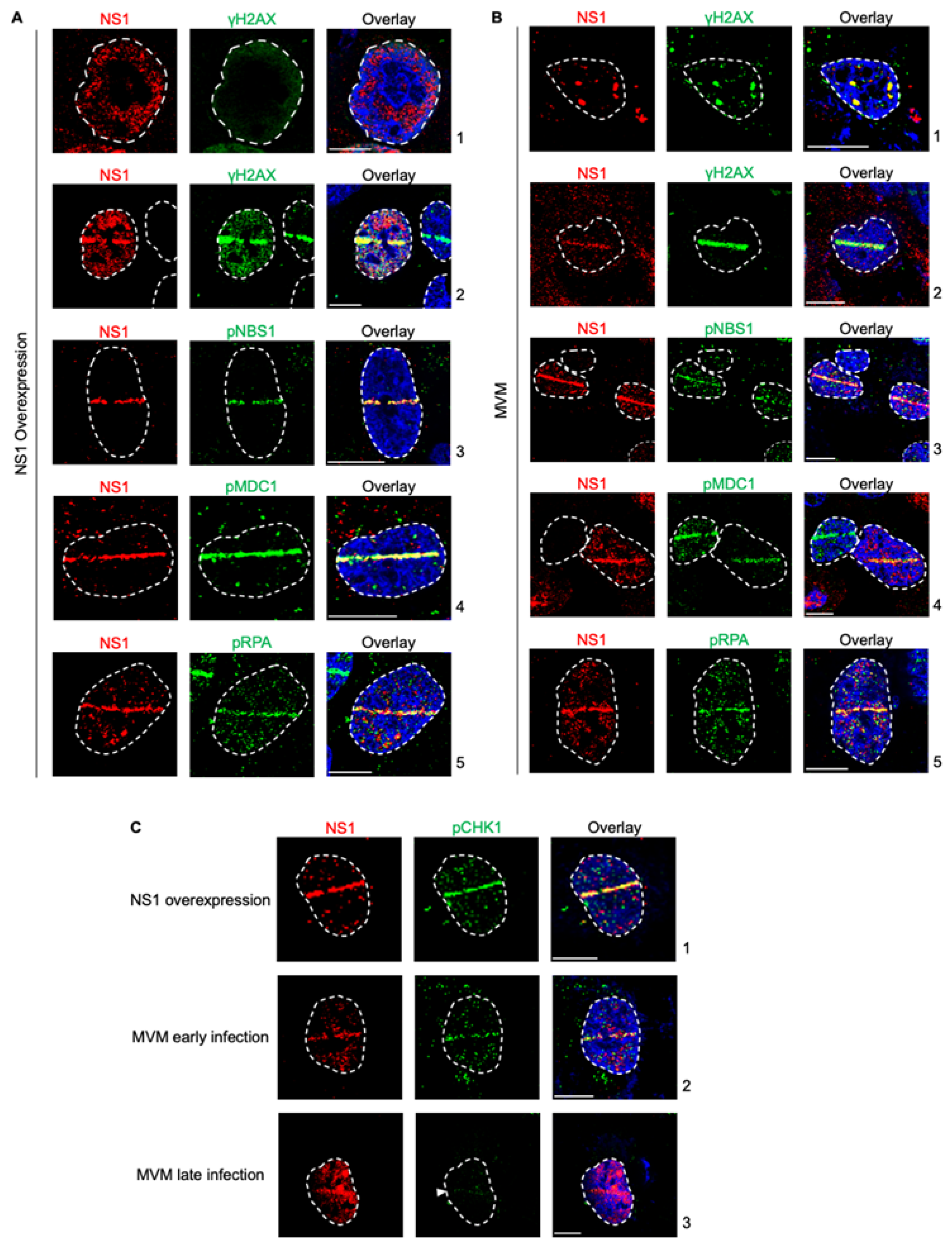 Preprints 70415 g001