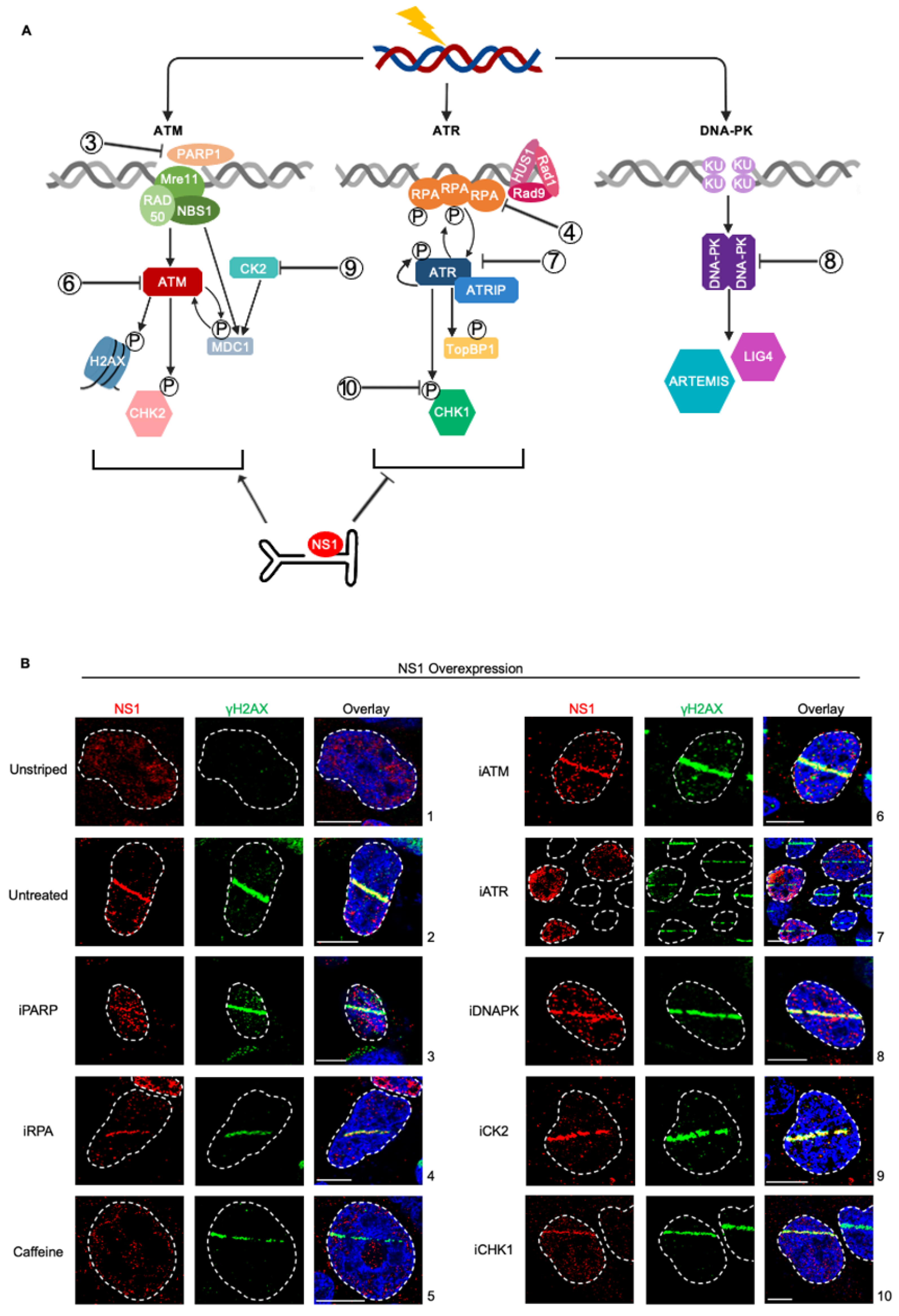 Preprints 70415 g002