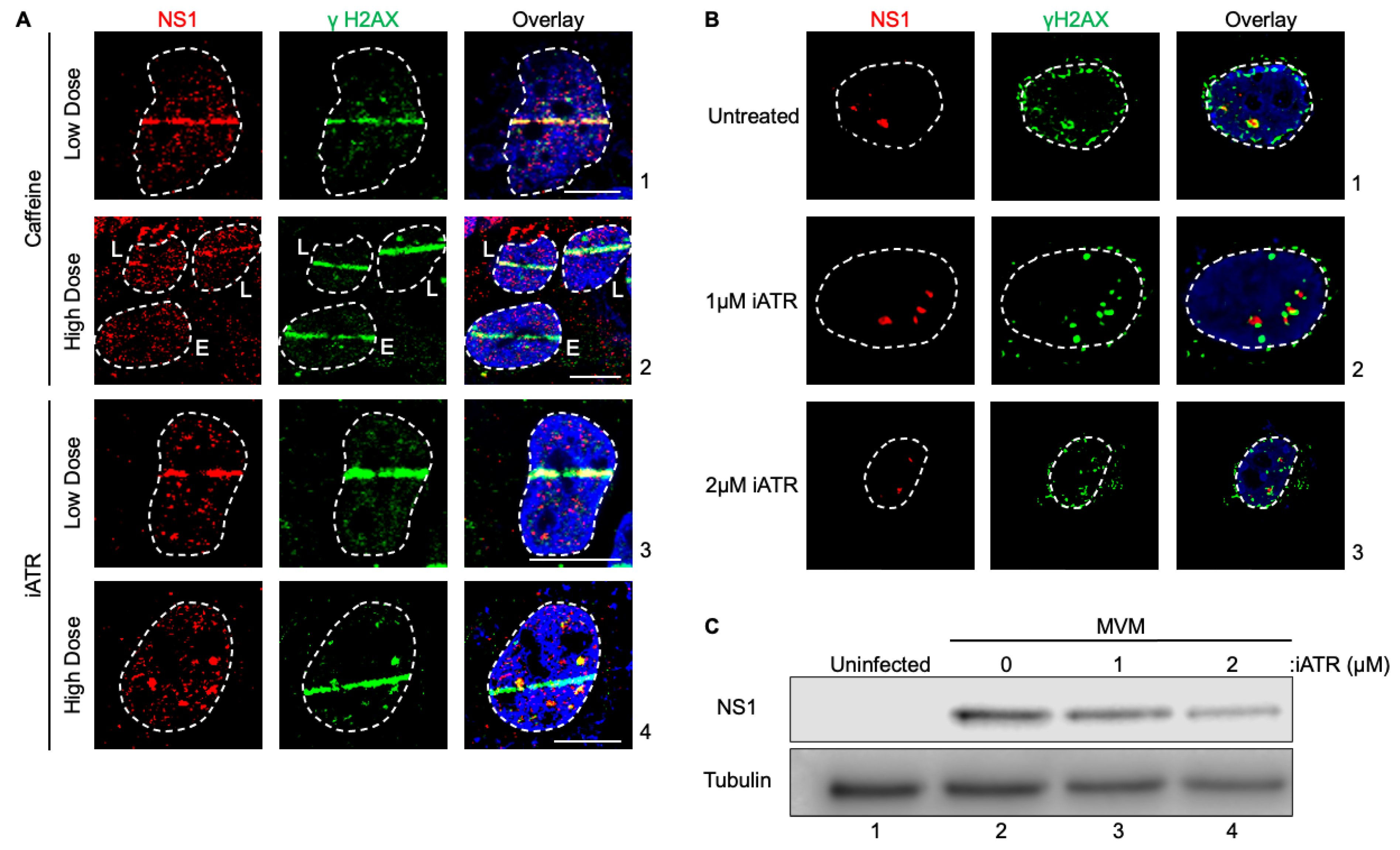 Preprints 70415 g003