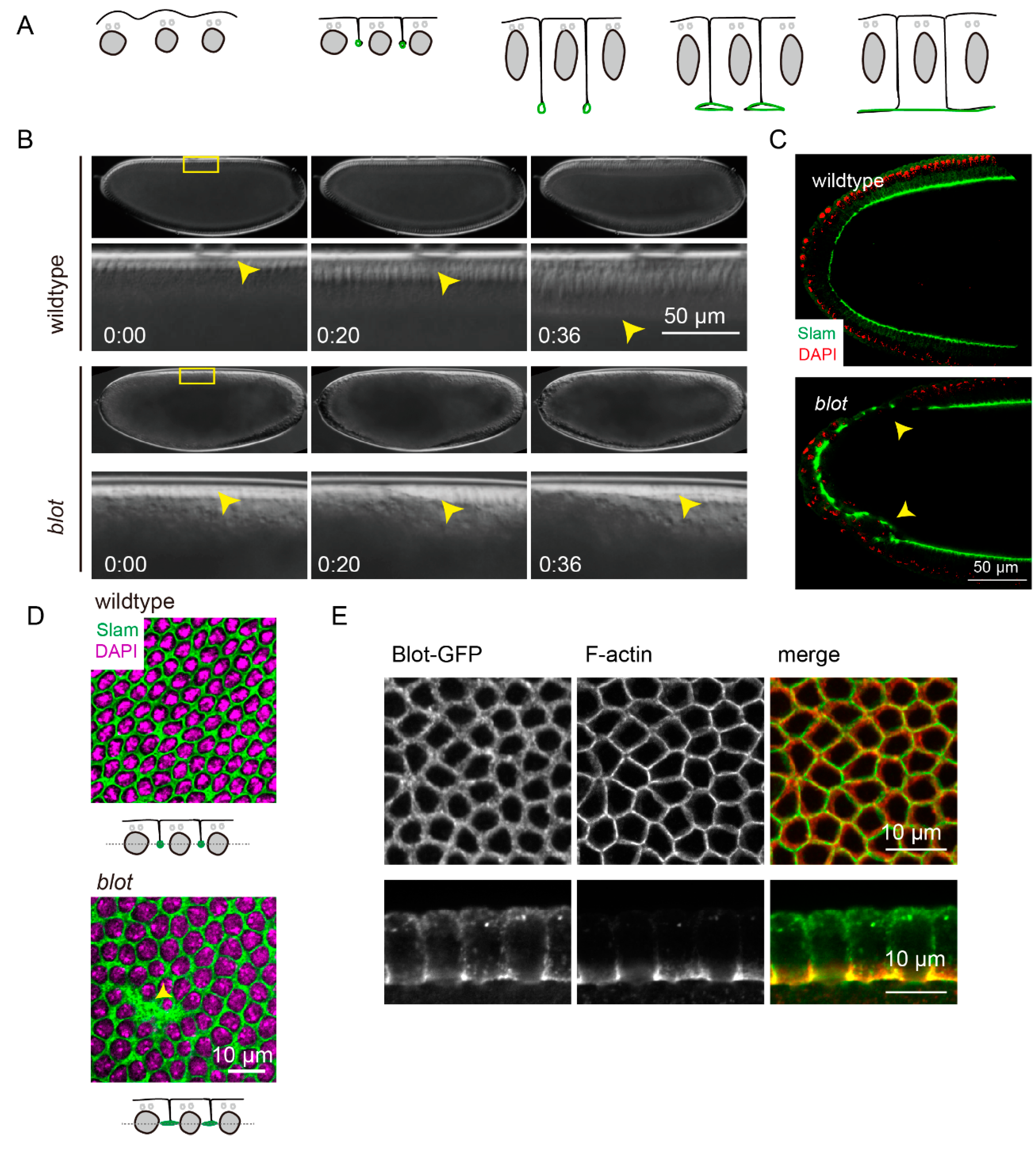 Preprints 71944 g001