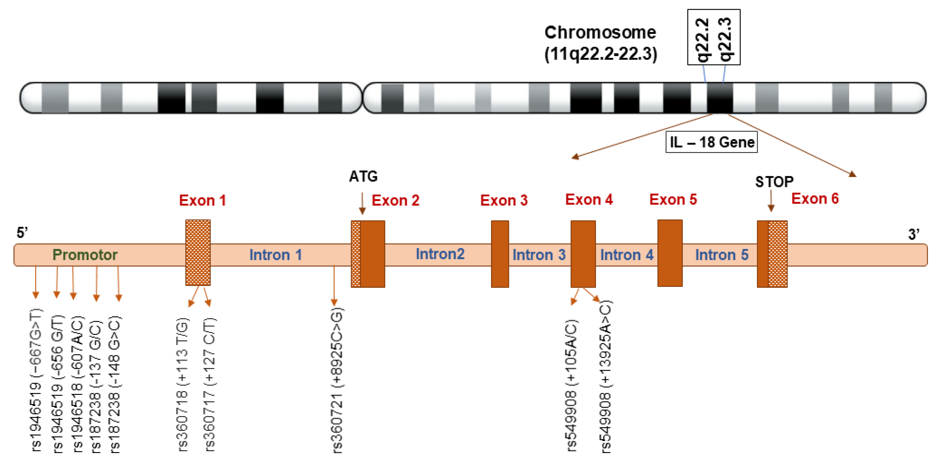 Preprints 117486 g002