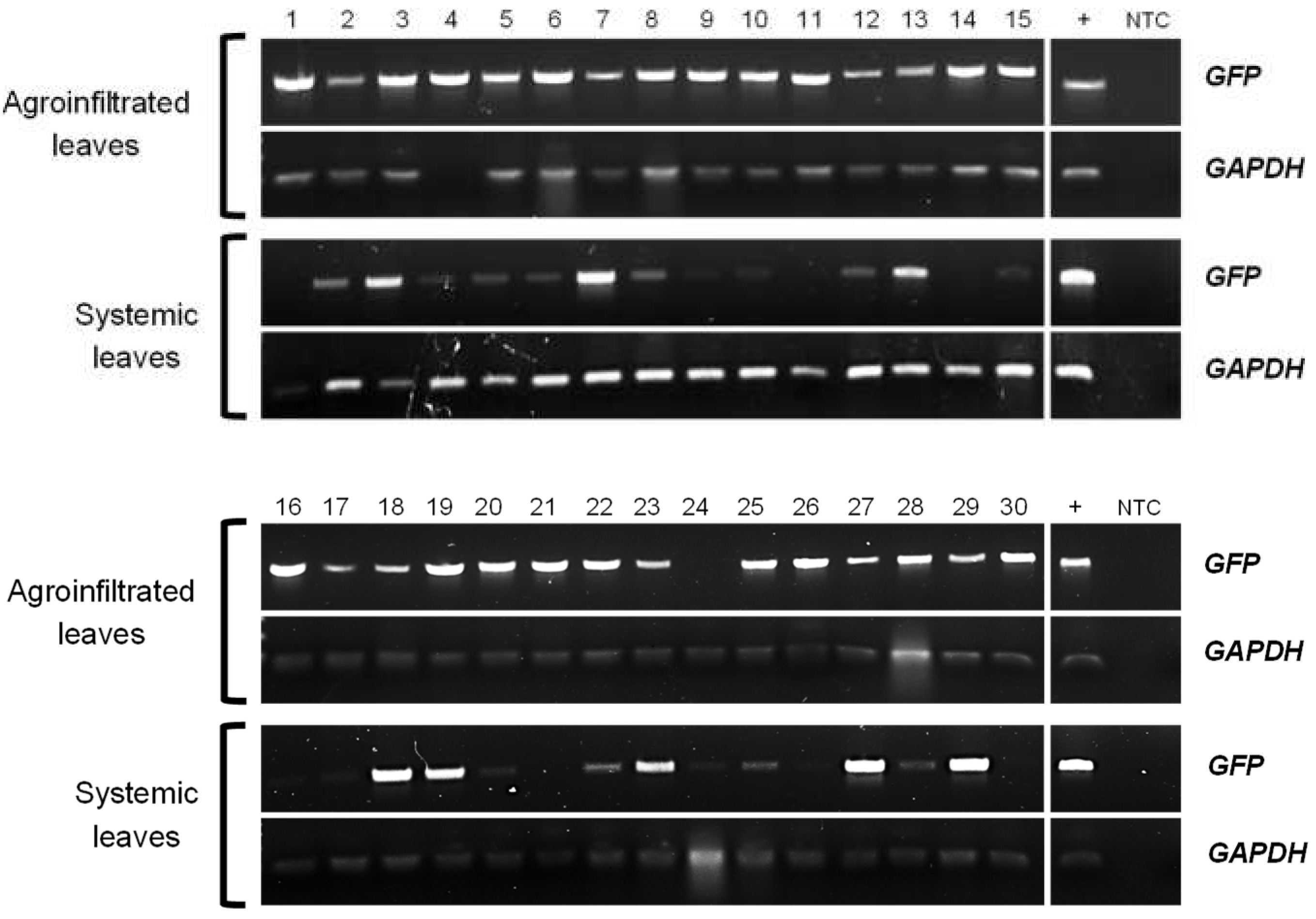 Preprints 76986 g001