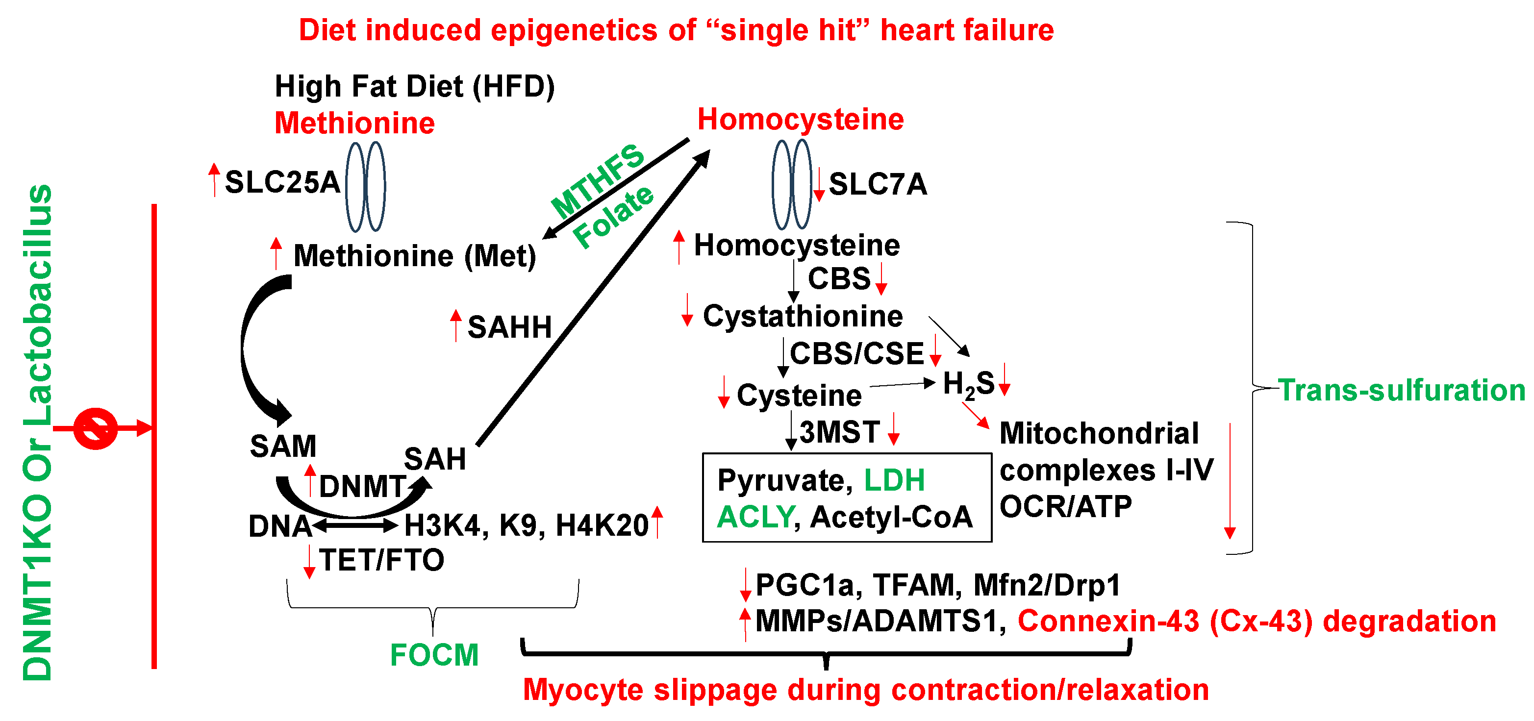 Preprints 118172 g005