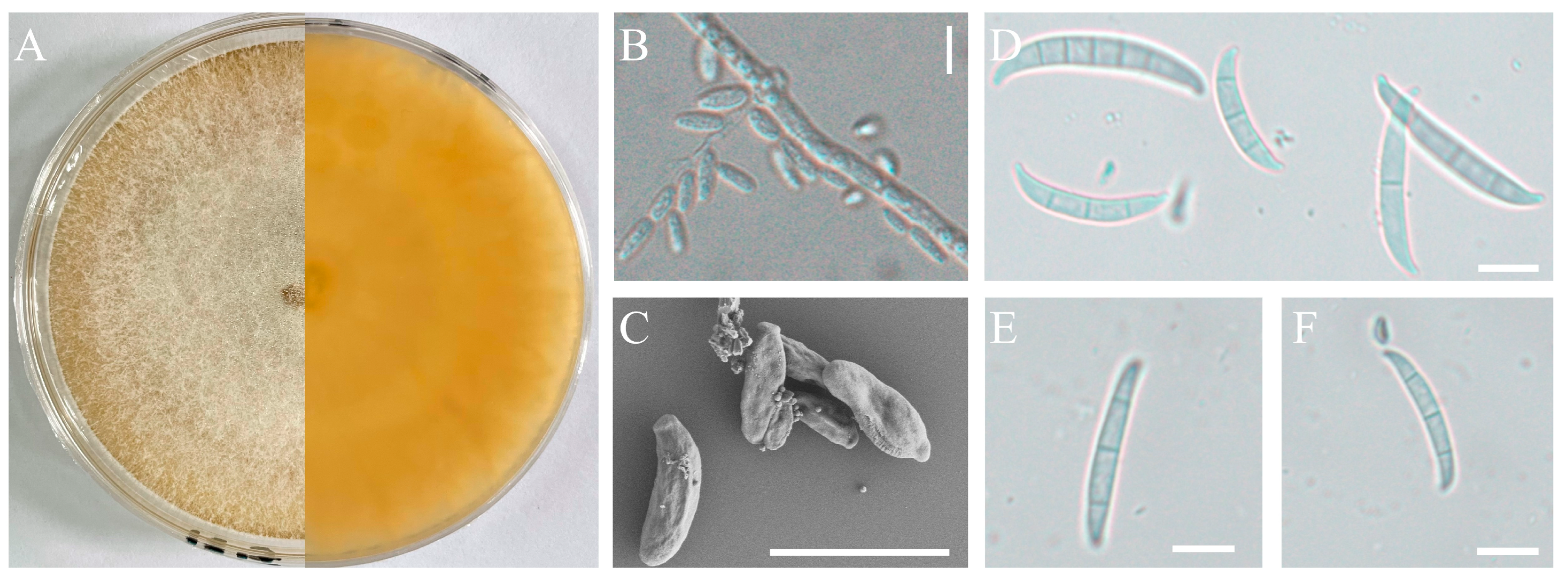 Preprints 88917 g002