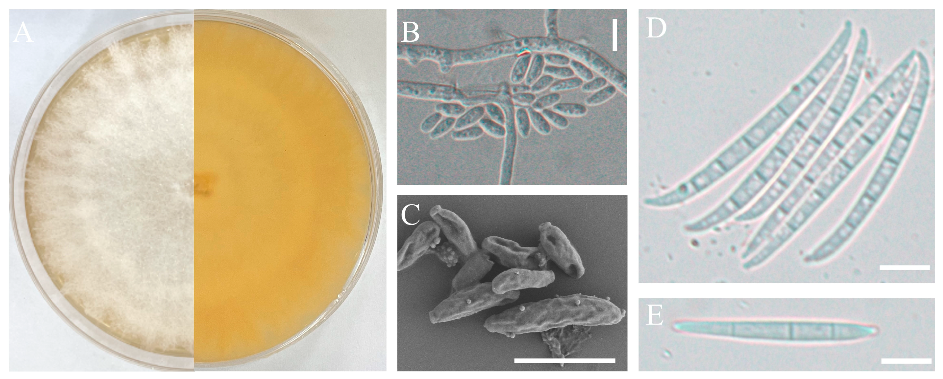 Preprints 88917 g003