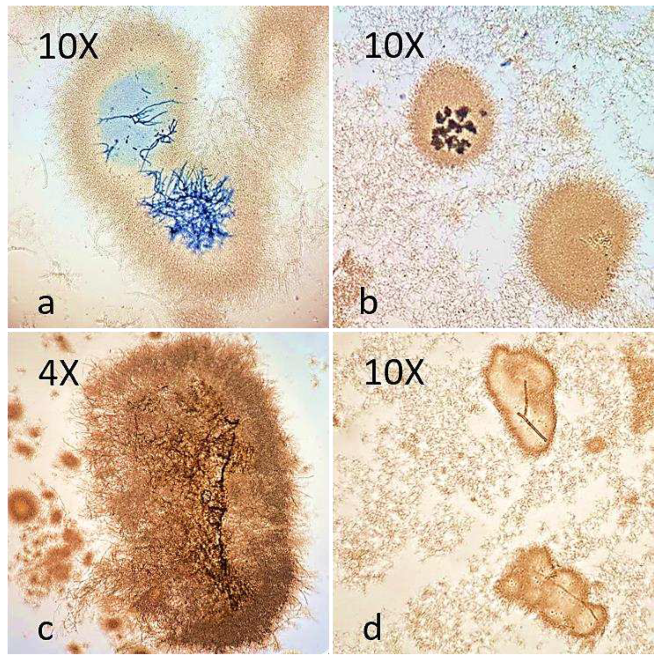 Preprints 90196 g001