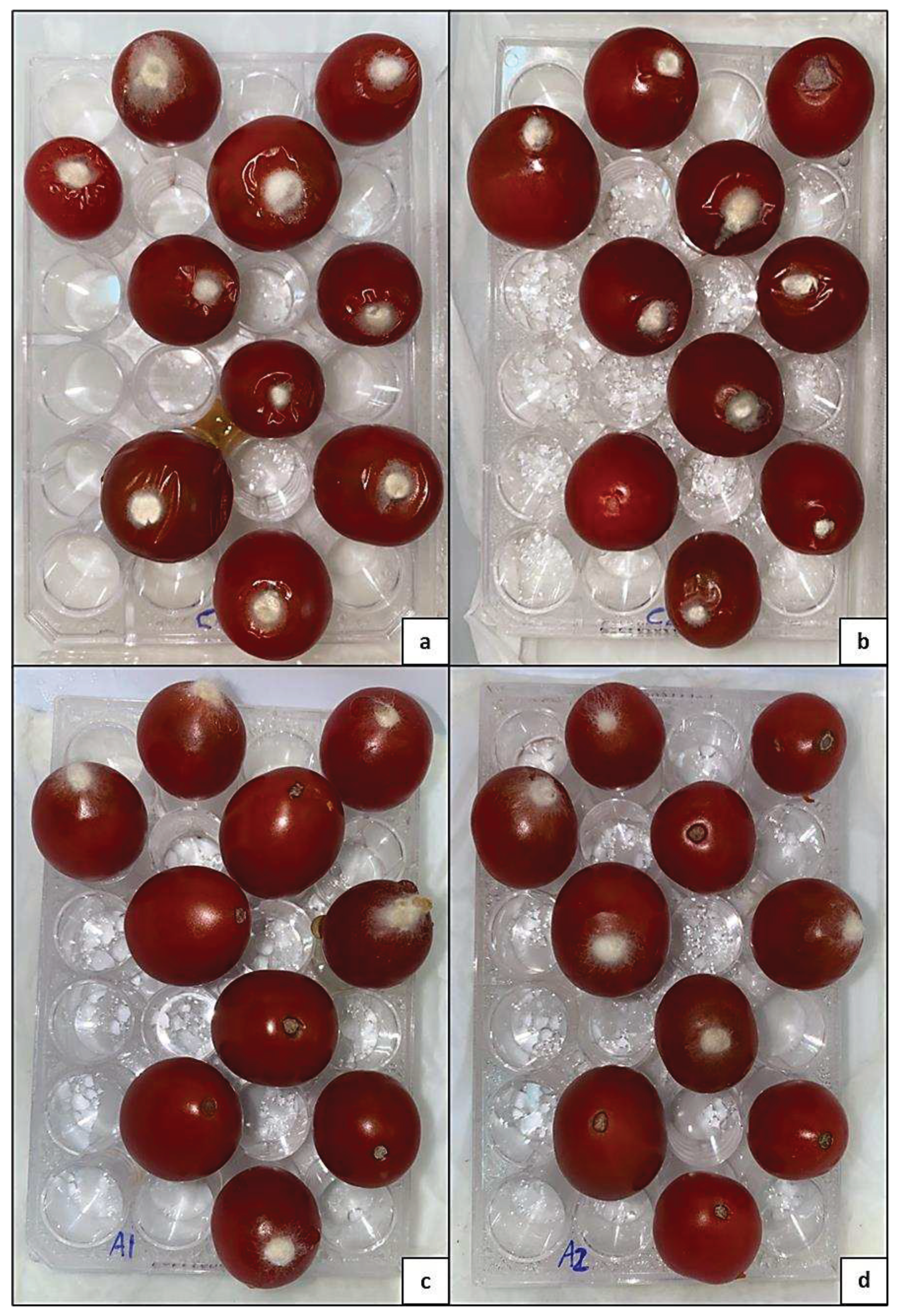 Preprints 90196 g005