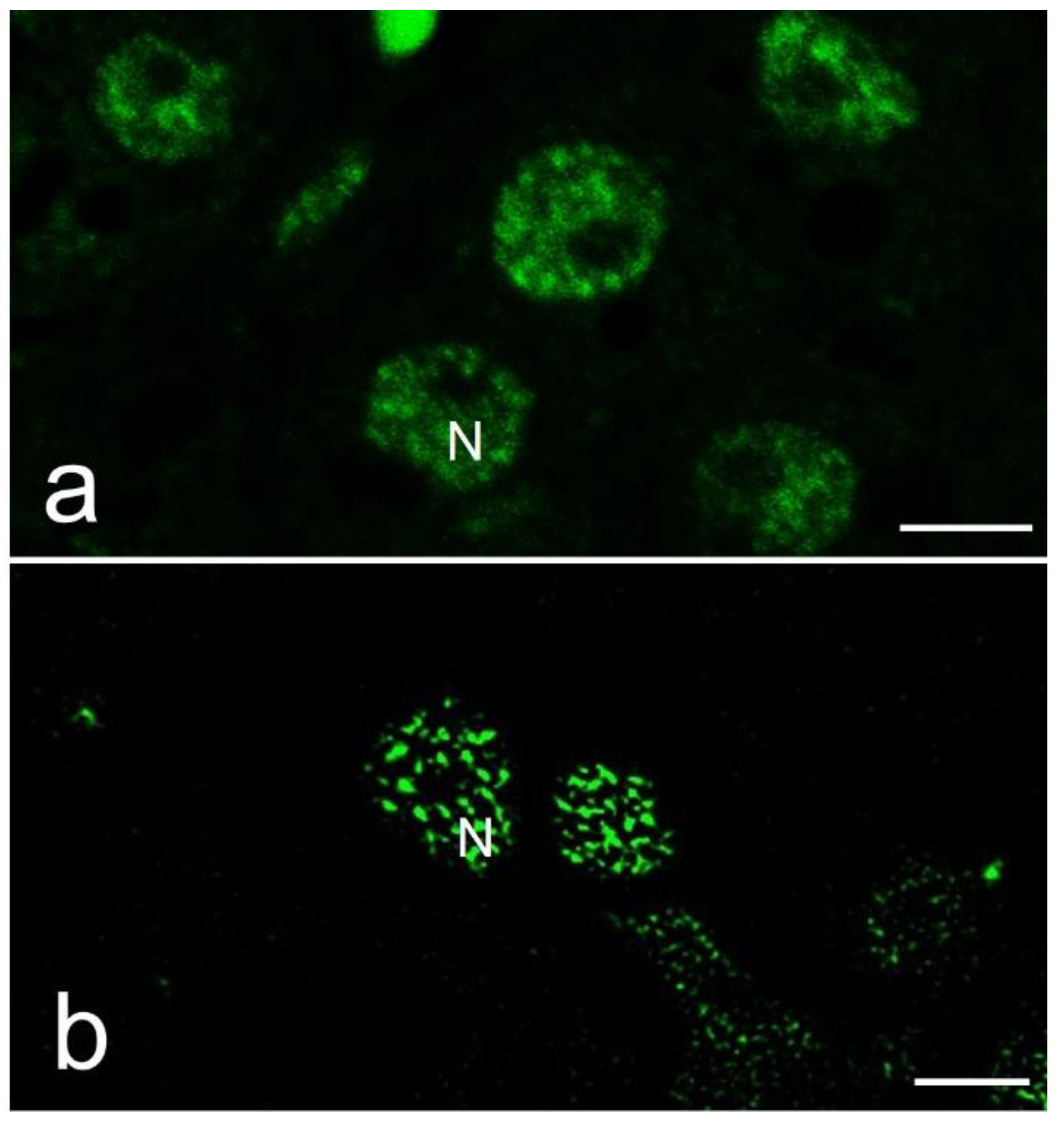 Preprints 97244 g003