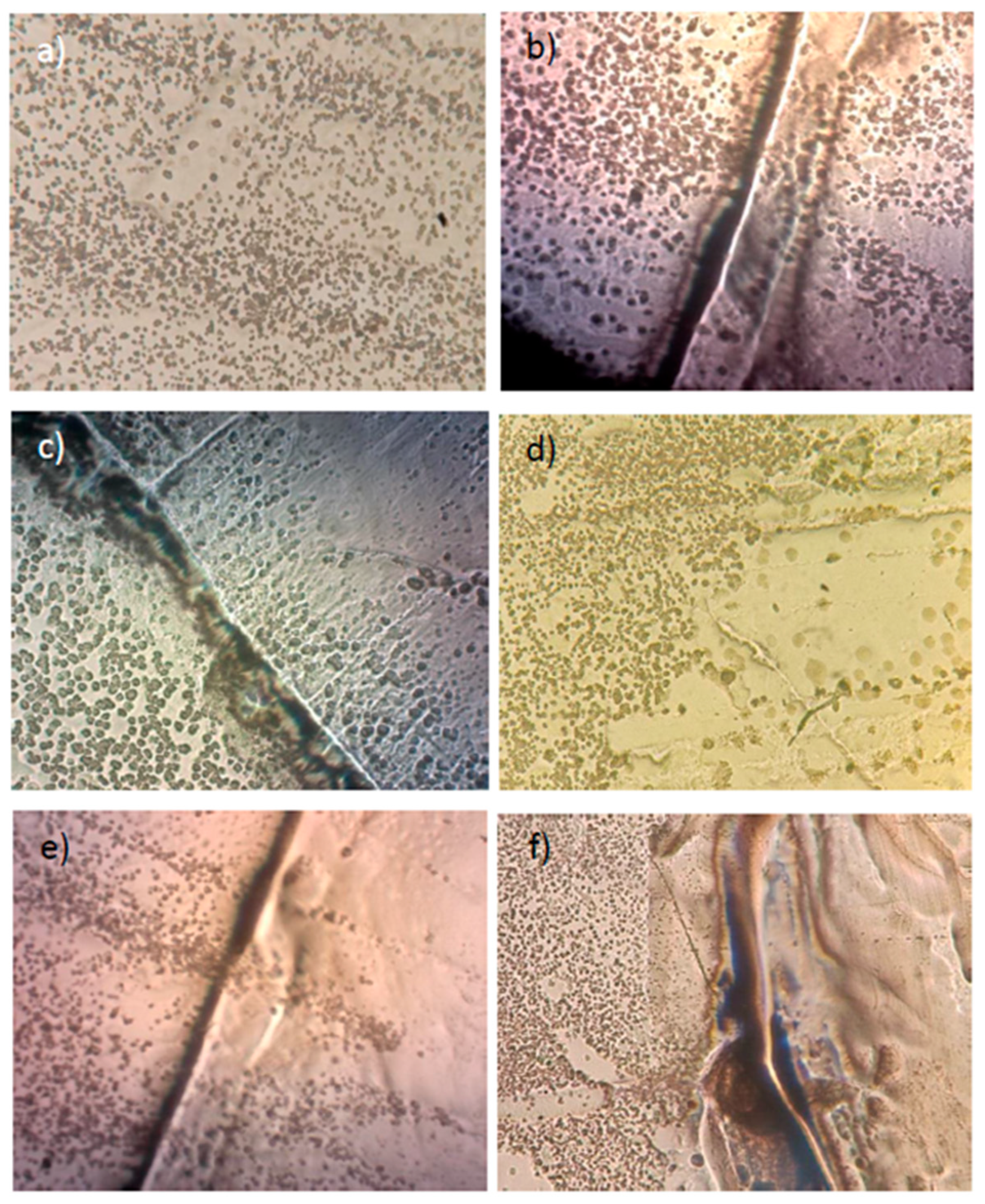 Preprints 91969 g013