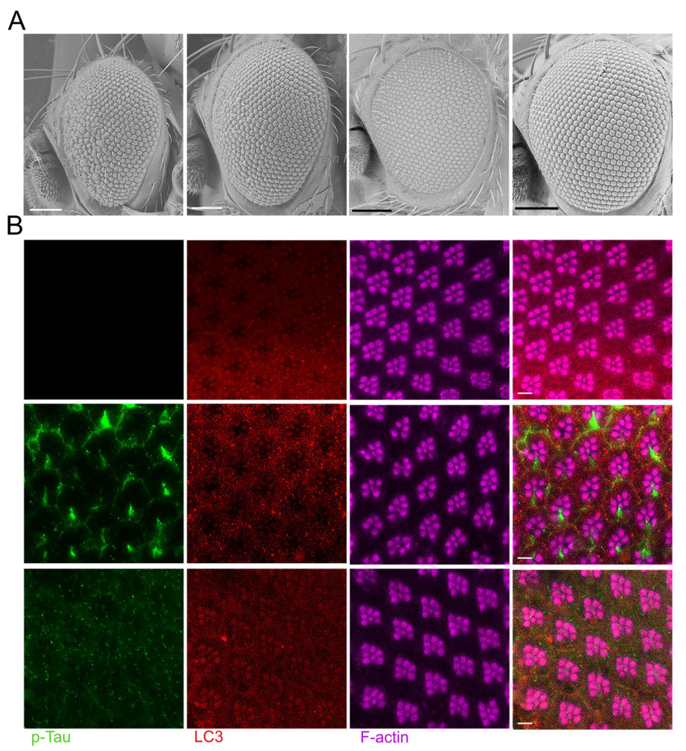 Preprints 99267 g002