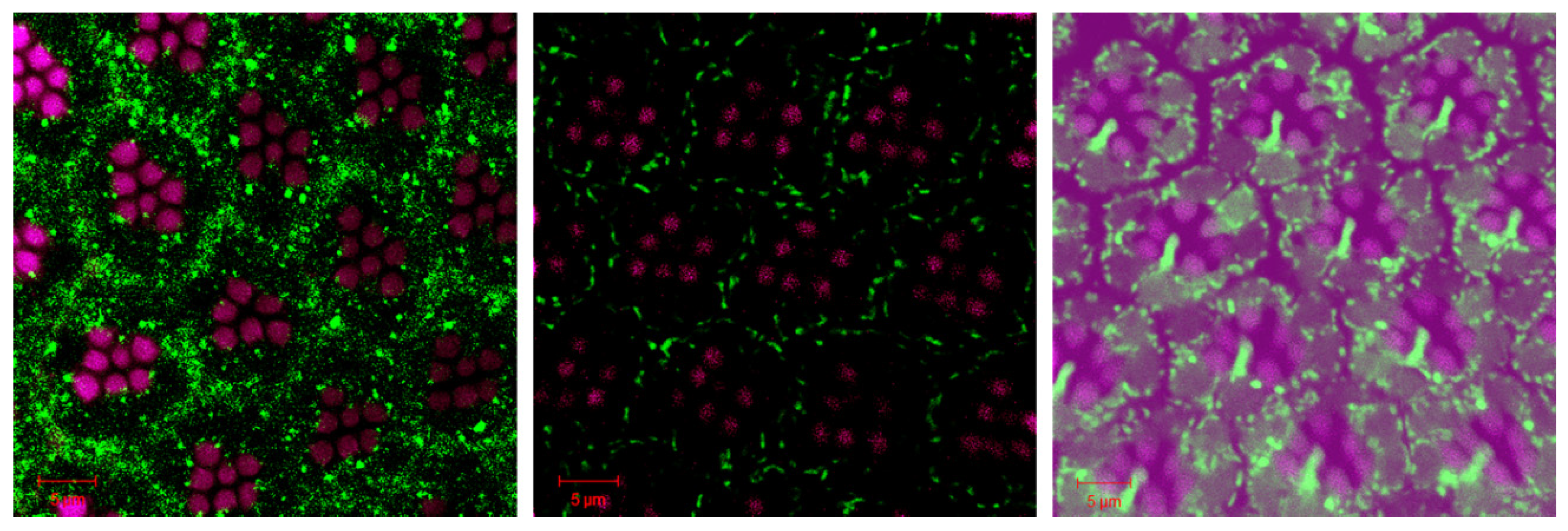 Preprints 99267 g005