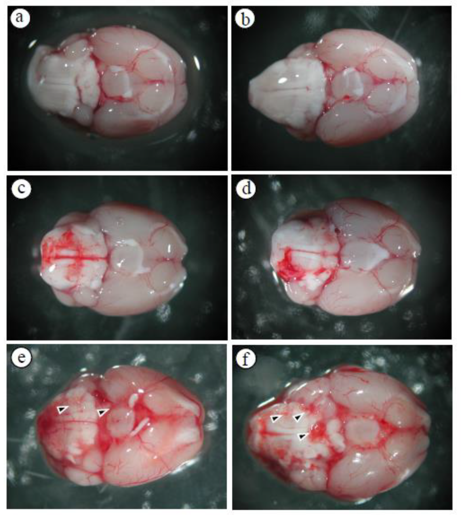 Preprints 103568 g001