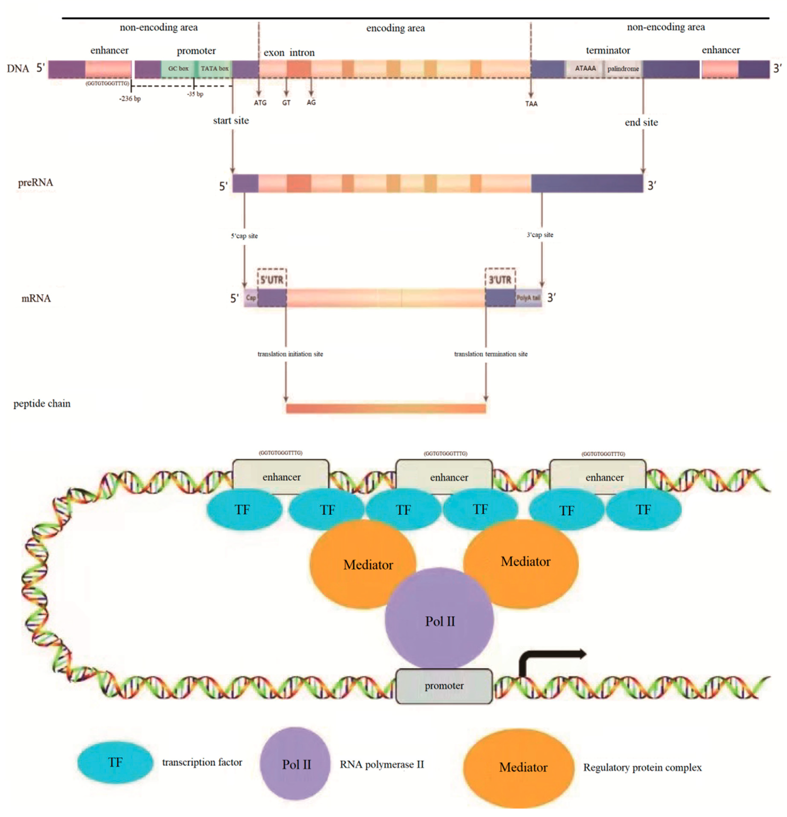 Preprints 111256 g006