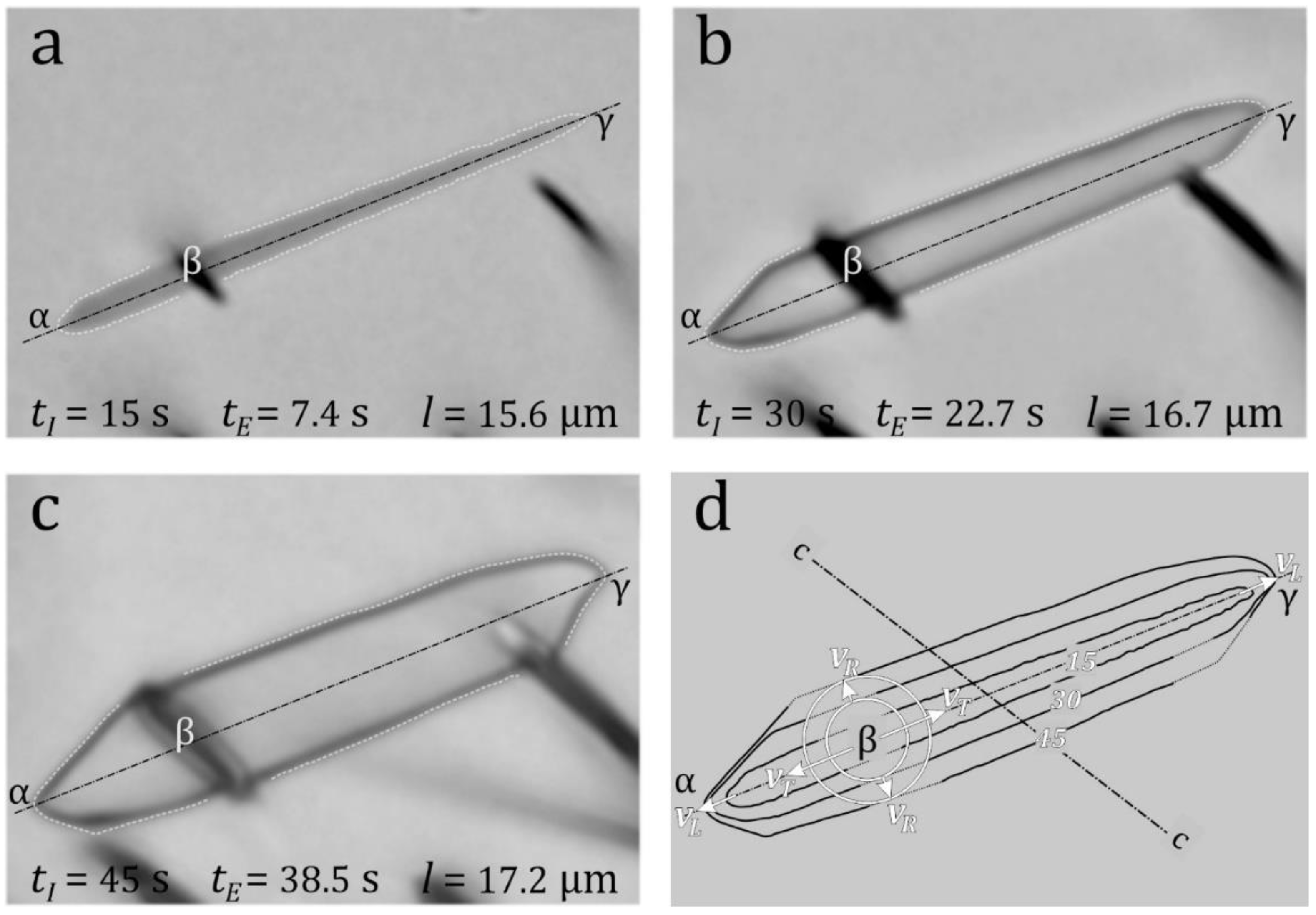 Preprints 117555 g001