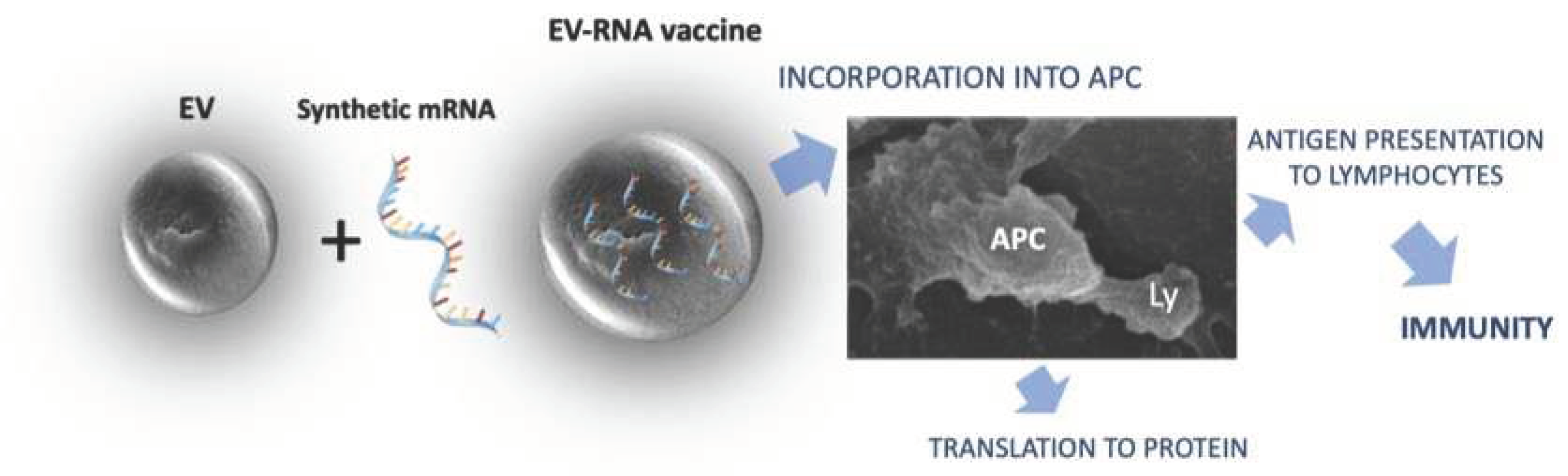 Preprints 98704 g001