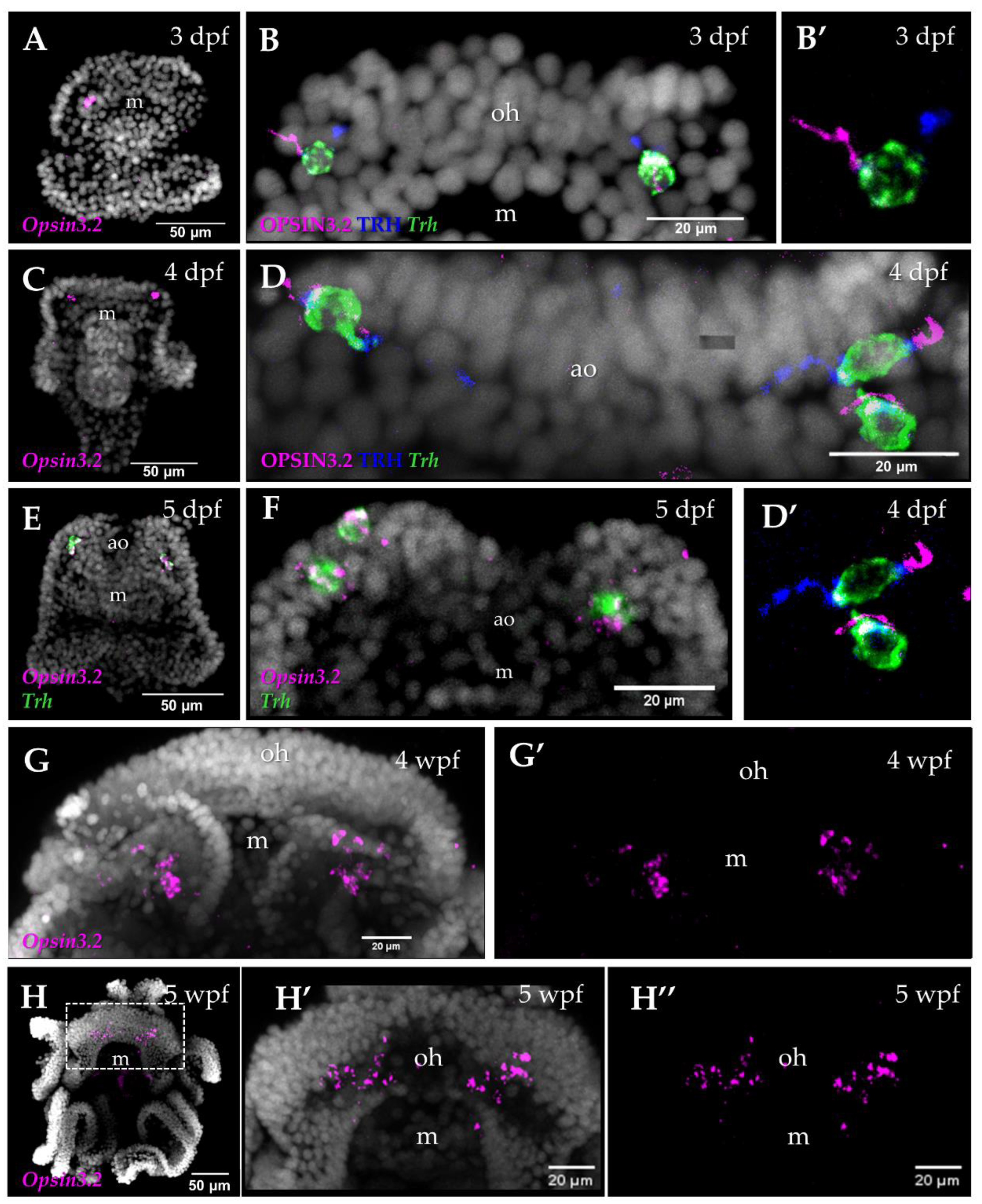 Preprints 81397 g001