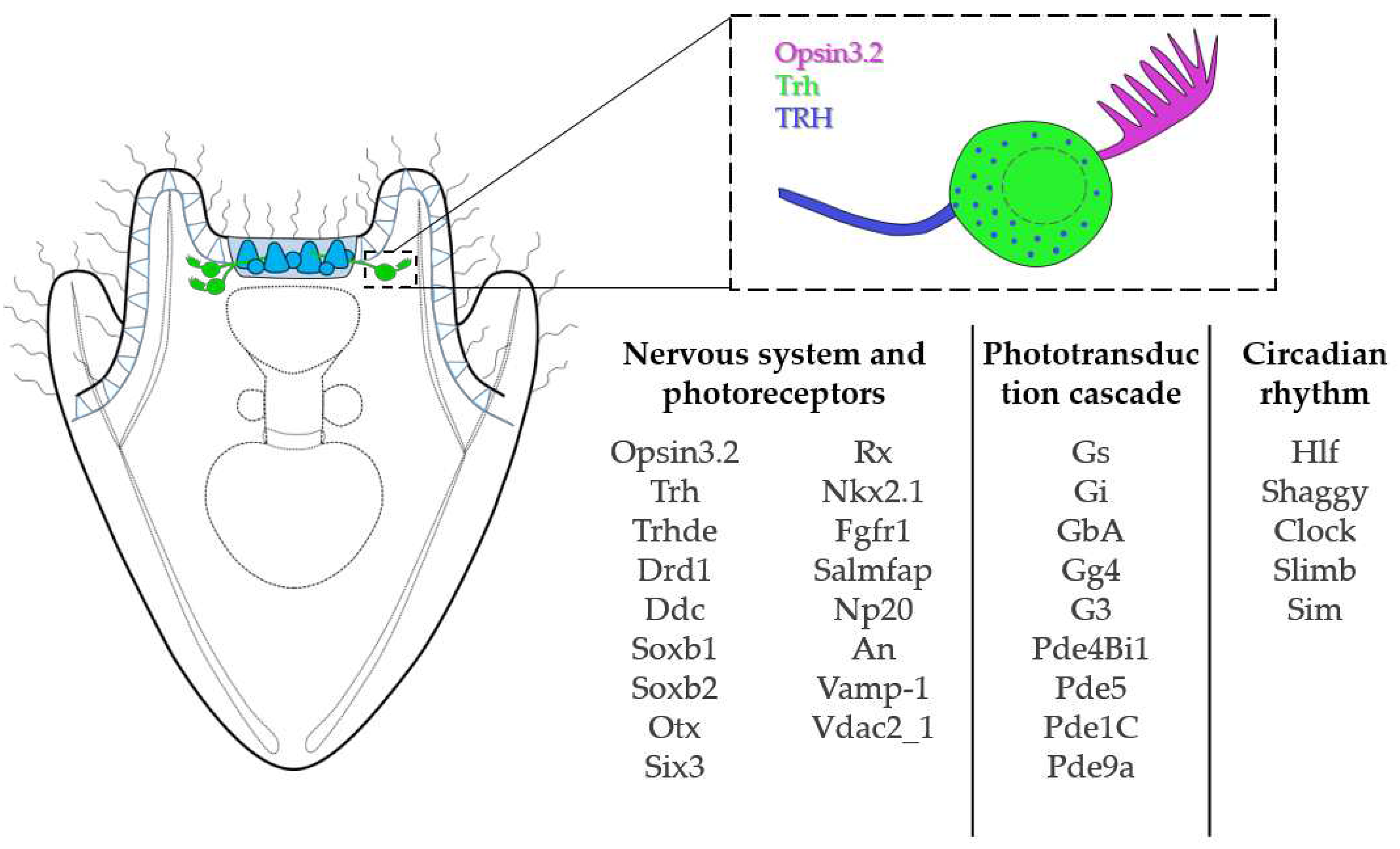 Preprints 81397 g005