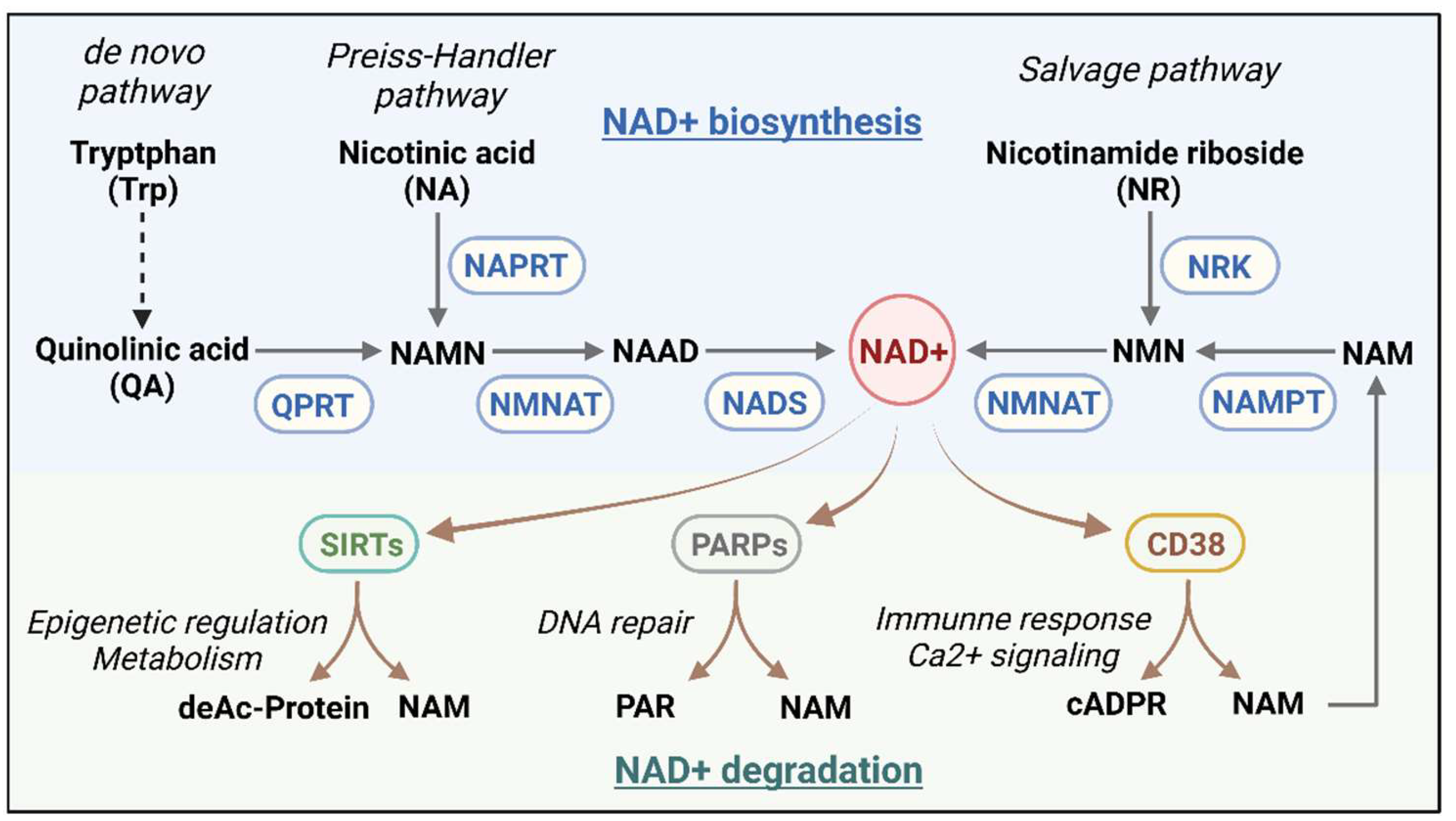 Preprints 141043 g001