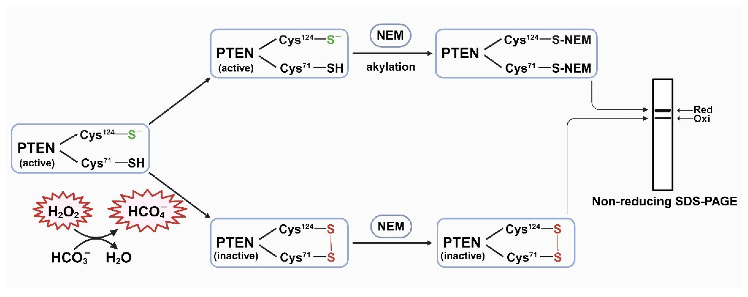 Preprints 98320 g001