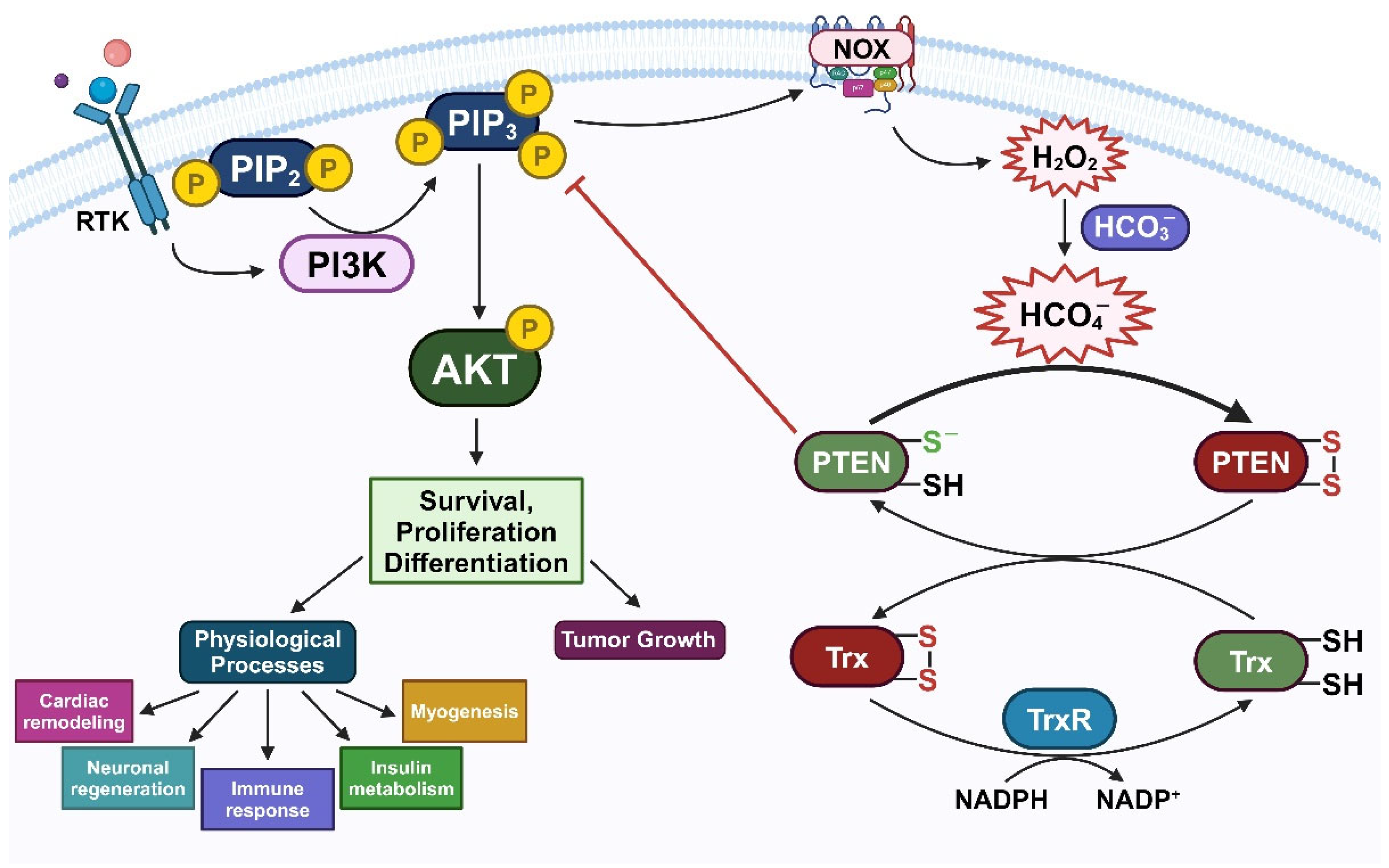 Preprints 98320 g005