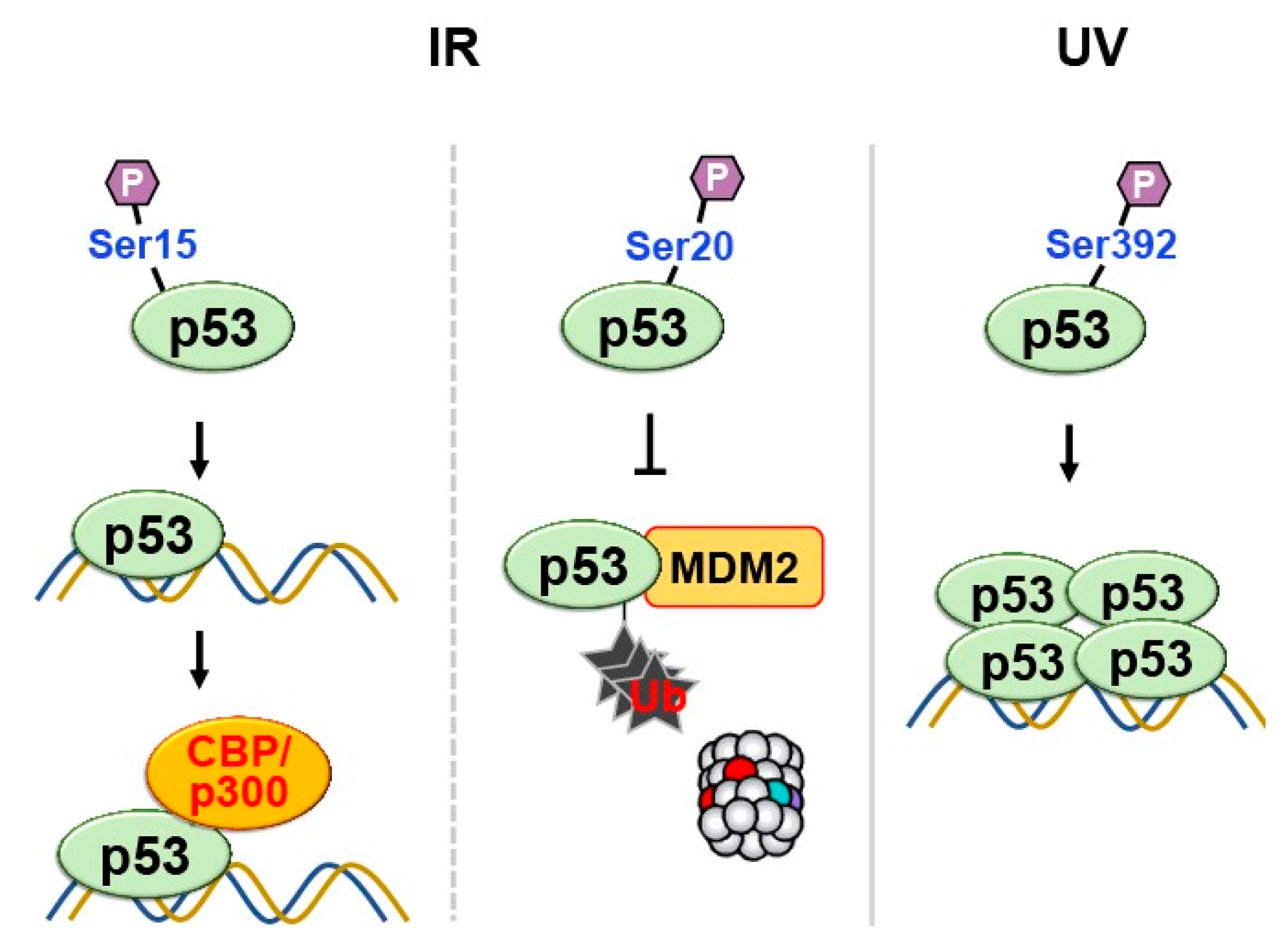 Preprints 74960 g007