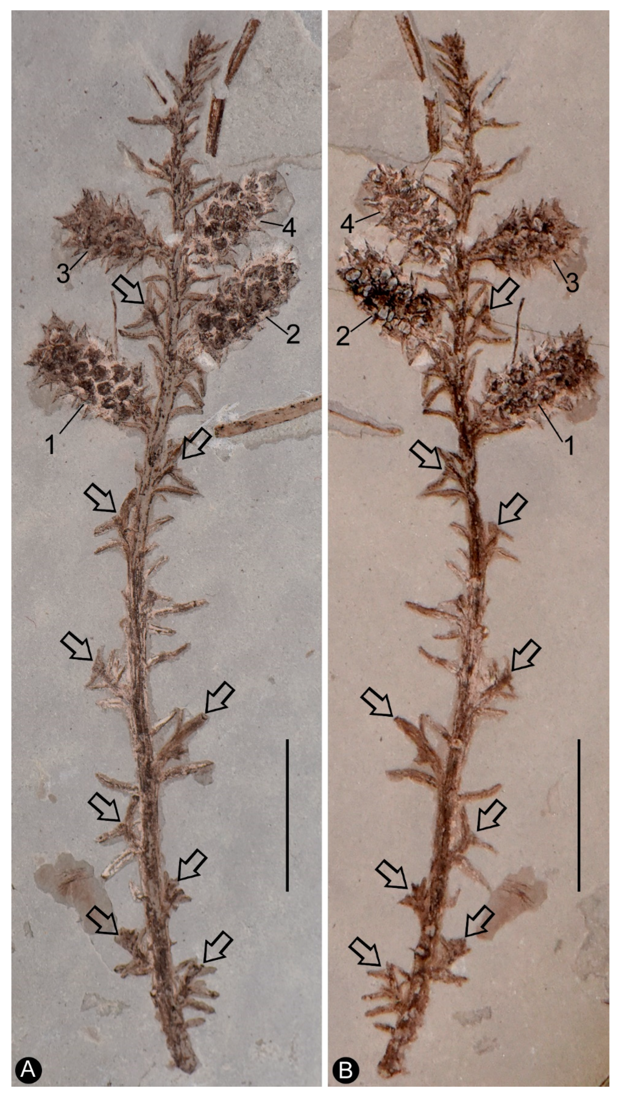 Preprints 108713 g001