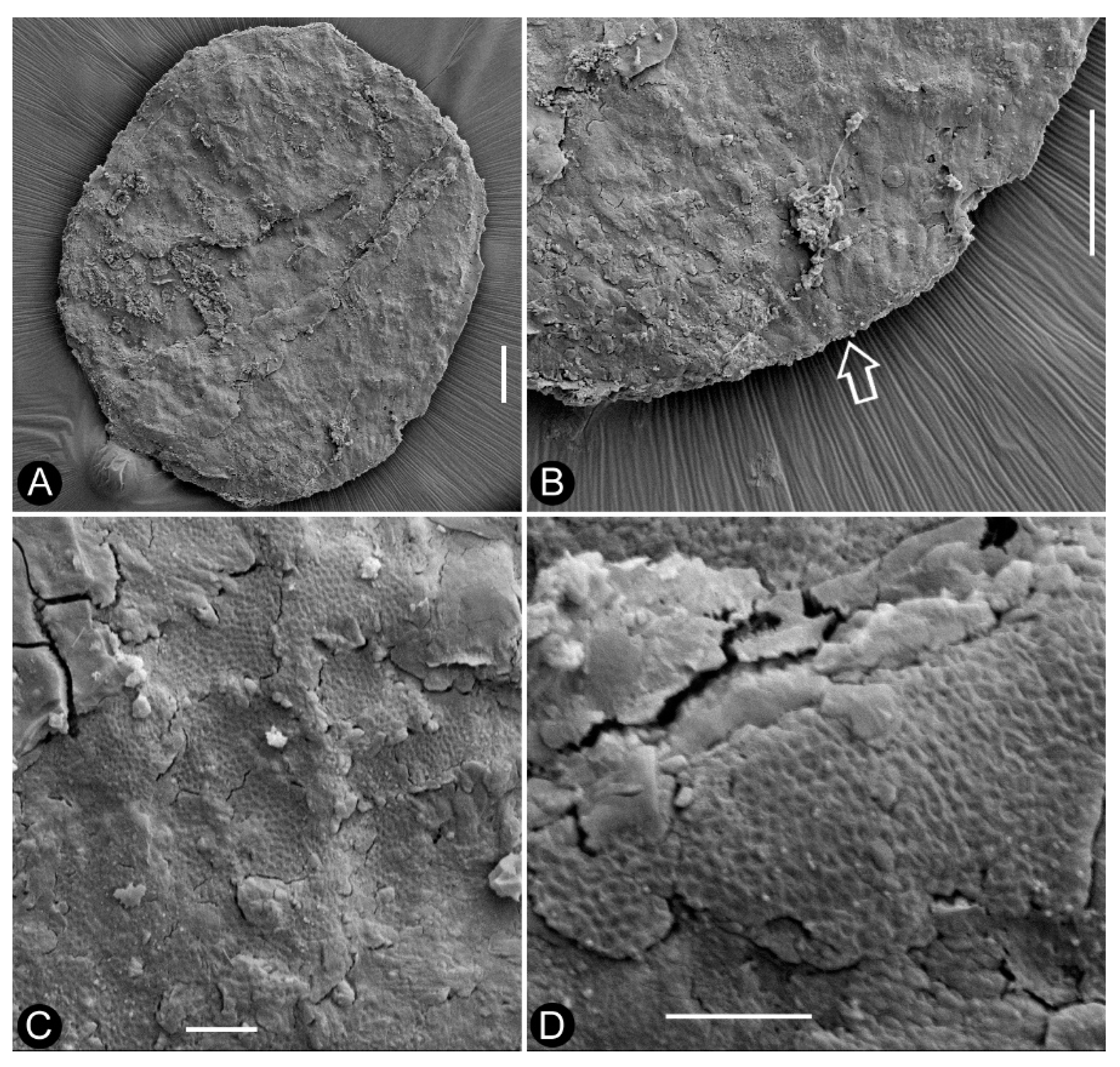 Preprints 108713 g004