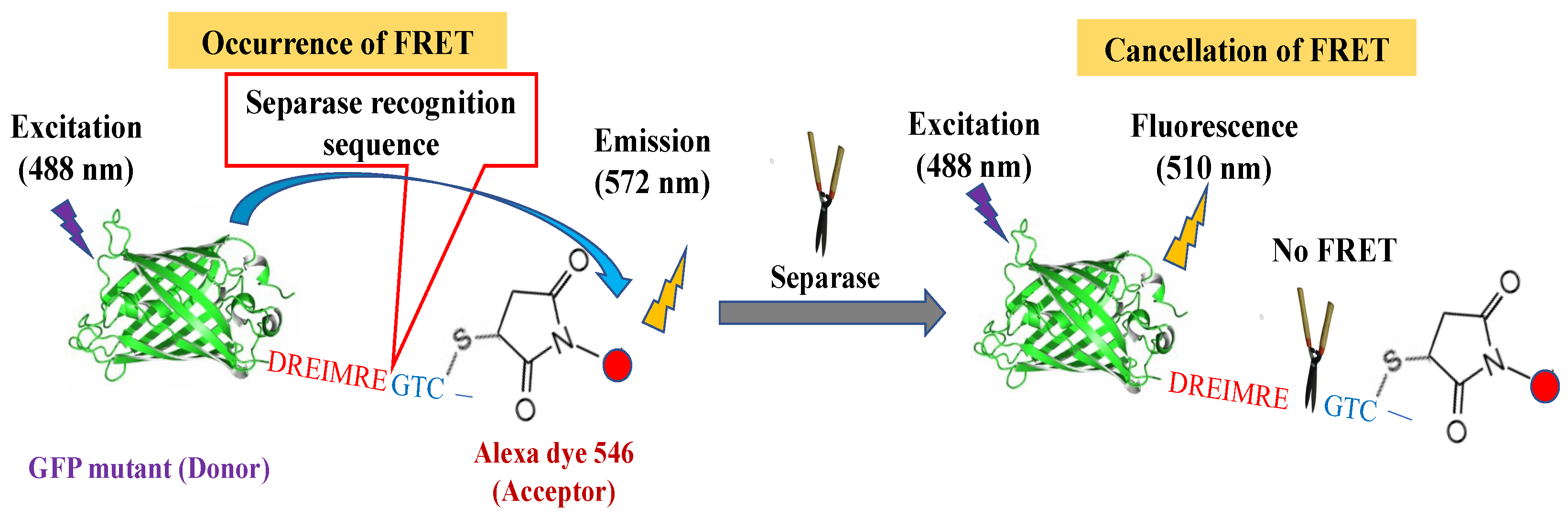 Preprints 99036 g001