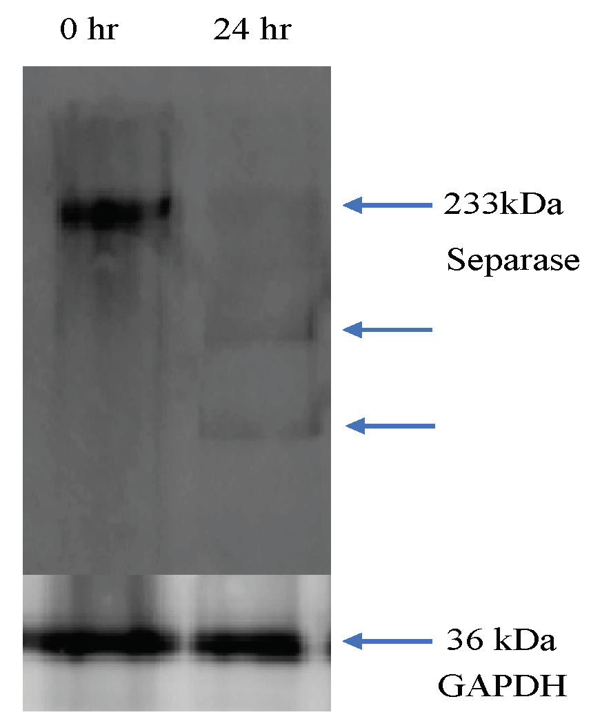 Preprints 99036 g007