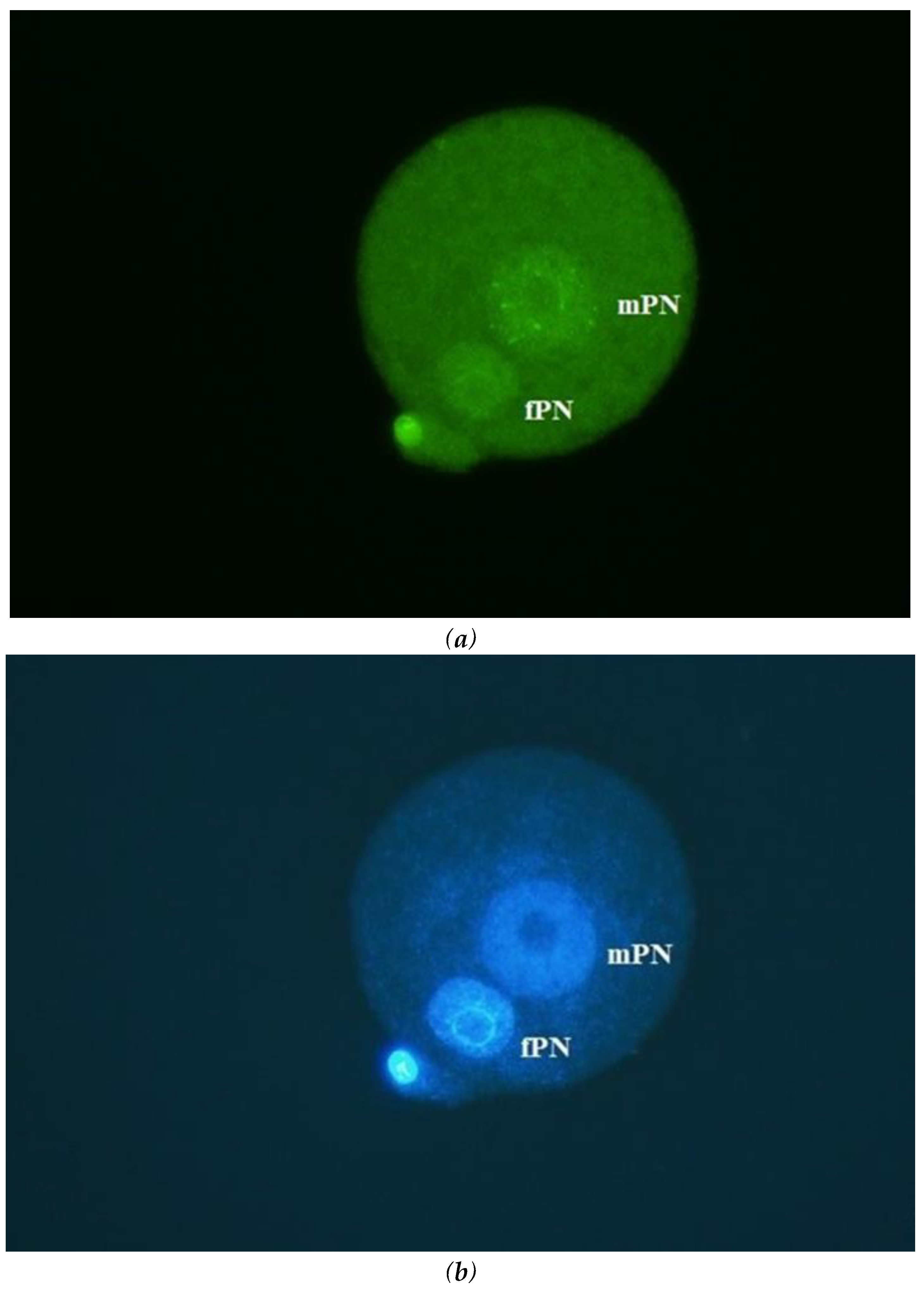 Preprints 104274 g001