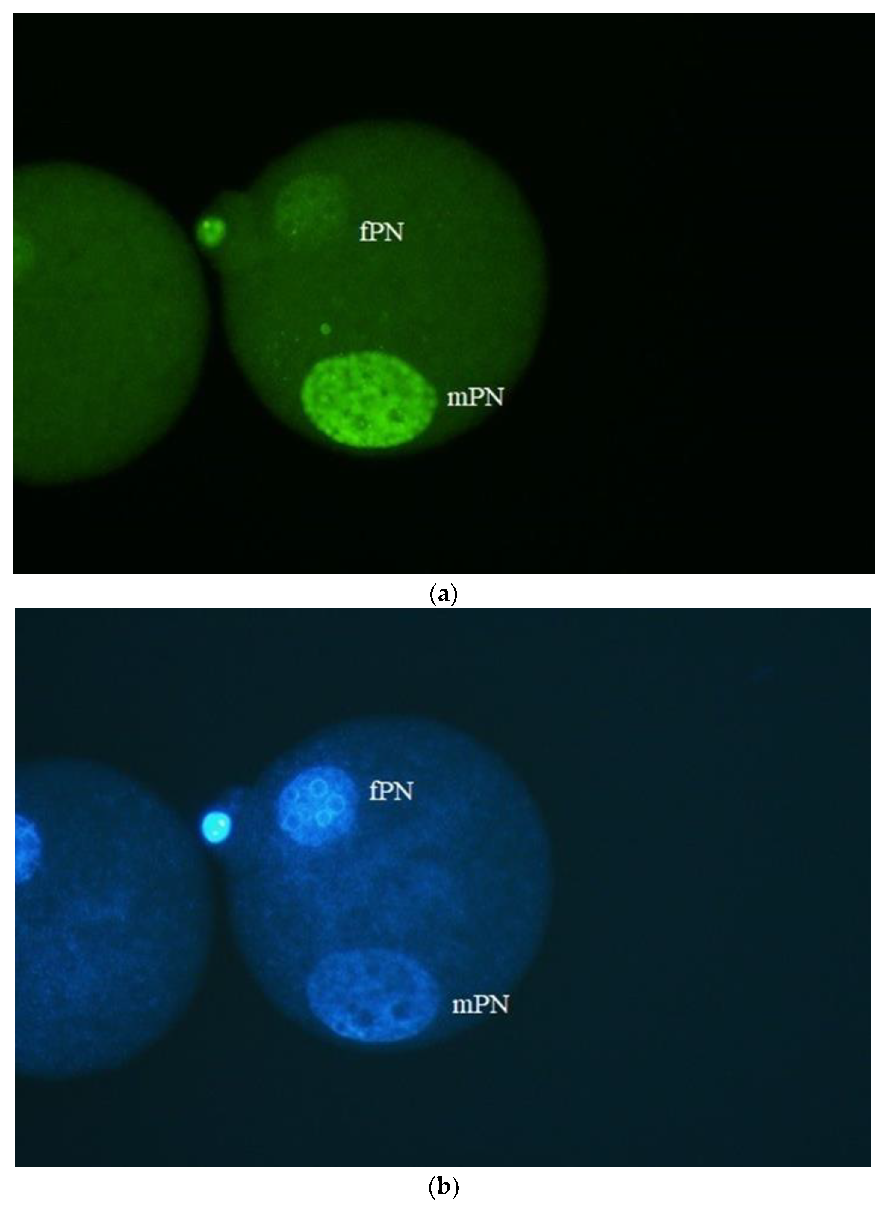 Preprints 104274 g004