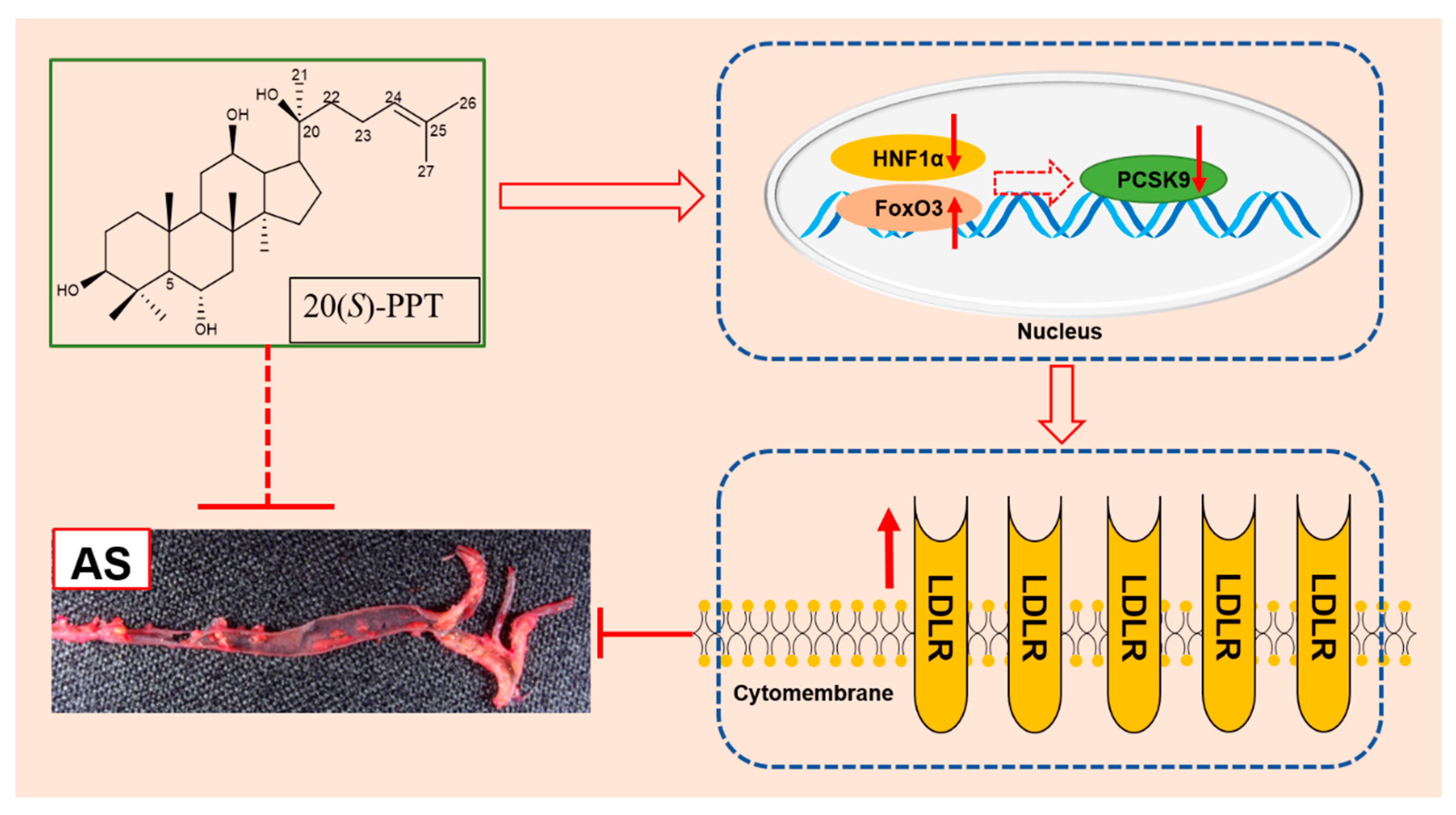 Preprints 74203 g006