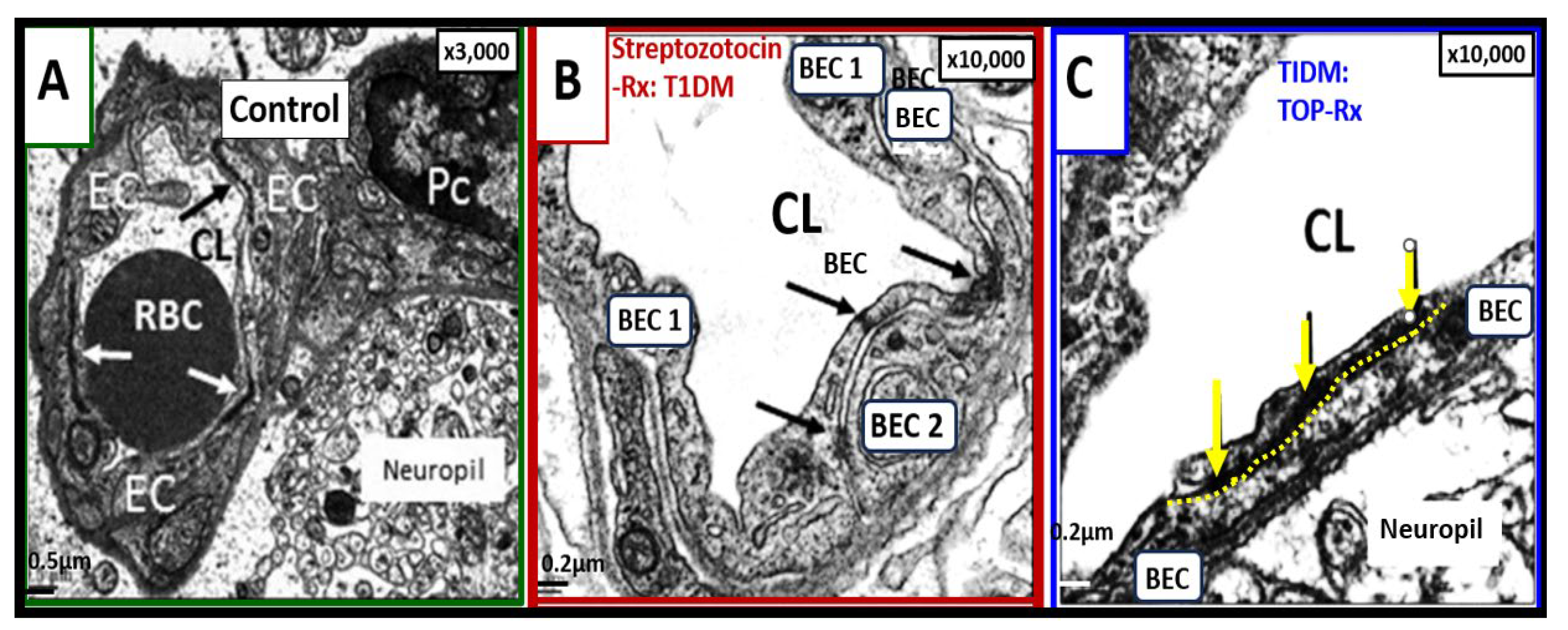 Preprints 117091 g006