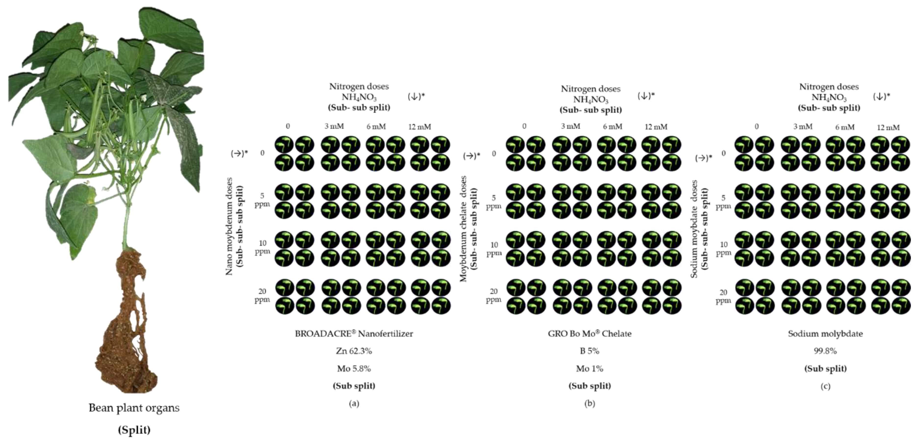 Preprints 111062 g001